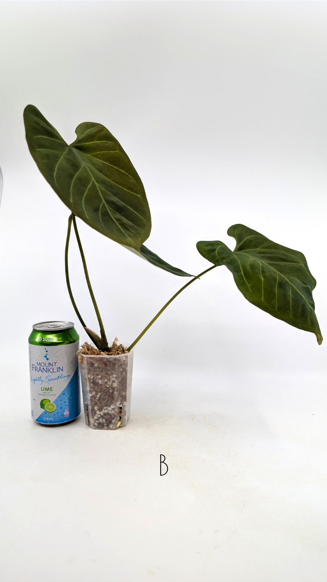 Uncommon indoor plant Anthurium Bosworth Beauty x Crystallinum available for sale at rare plant shop The Leaf Gallery in Perth, Western Australia