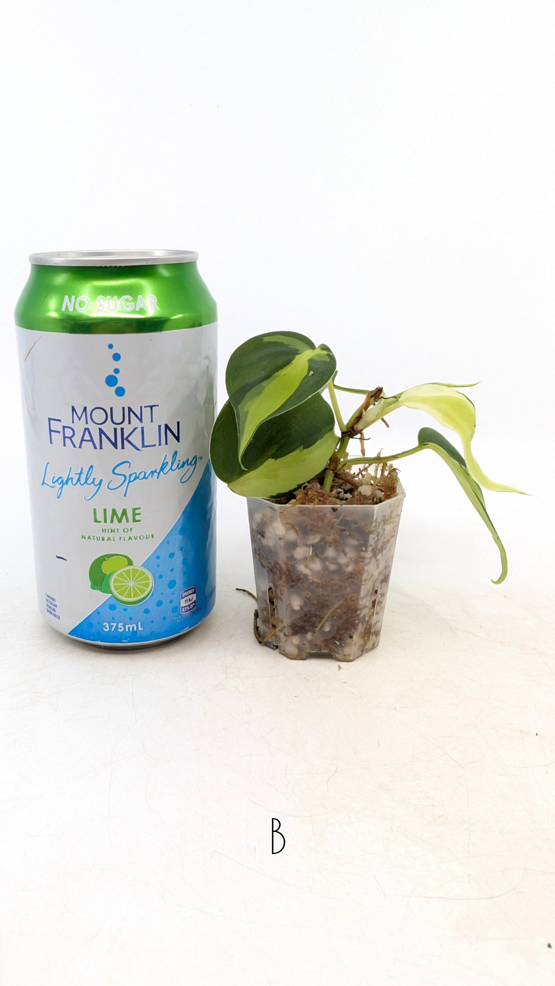 Rare indoor plant Philodendron Cream Splash available at rare plant shop The Leaf Gallery in Perth, Western Australia