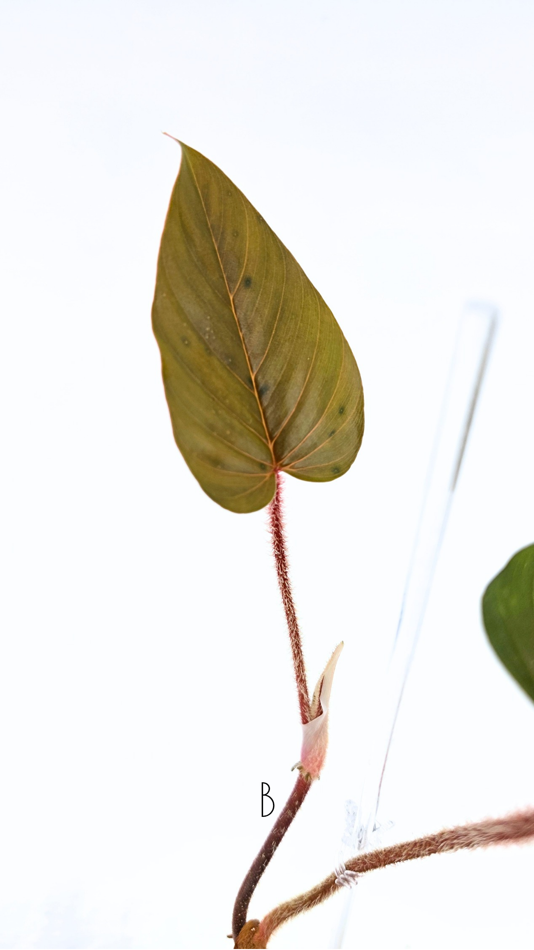 Rare plant philodendron squamicaule pink available at rare plant shop The Leaf Gallery in Perth, Western Australia