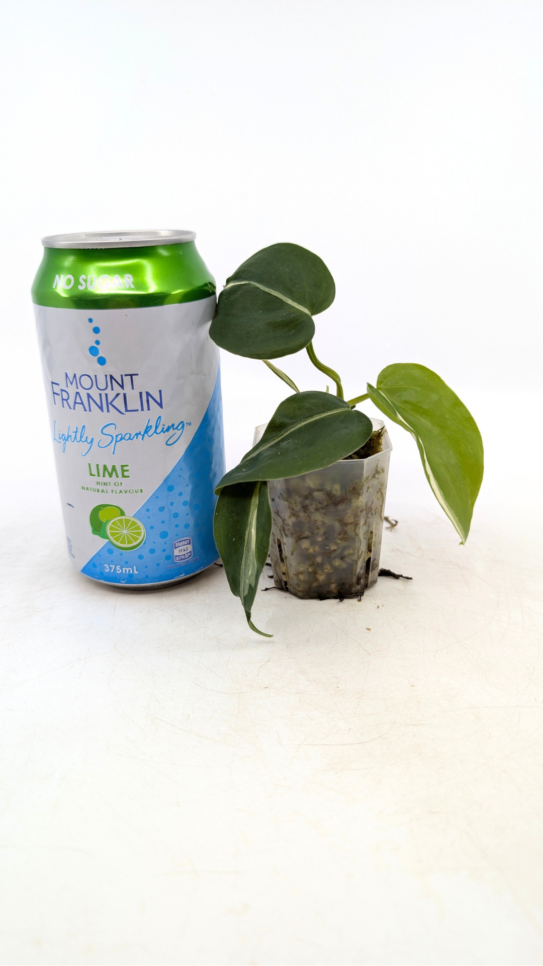 Rare plant Philodendron Rio available for sale at rare plant shop The Leaf gallery in Perth, Western Australia