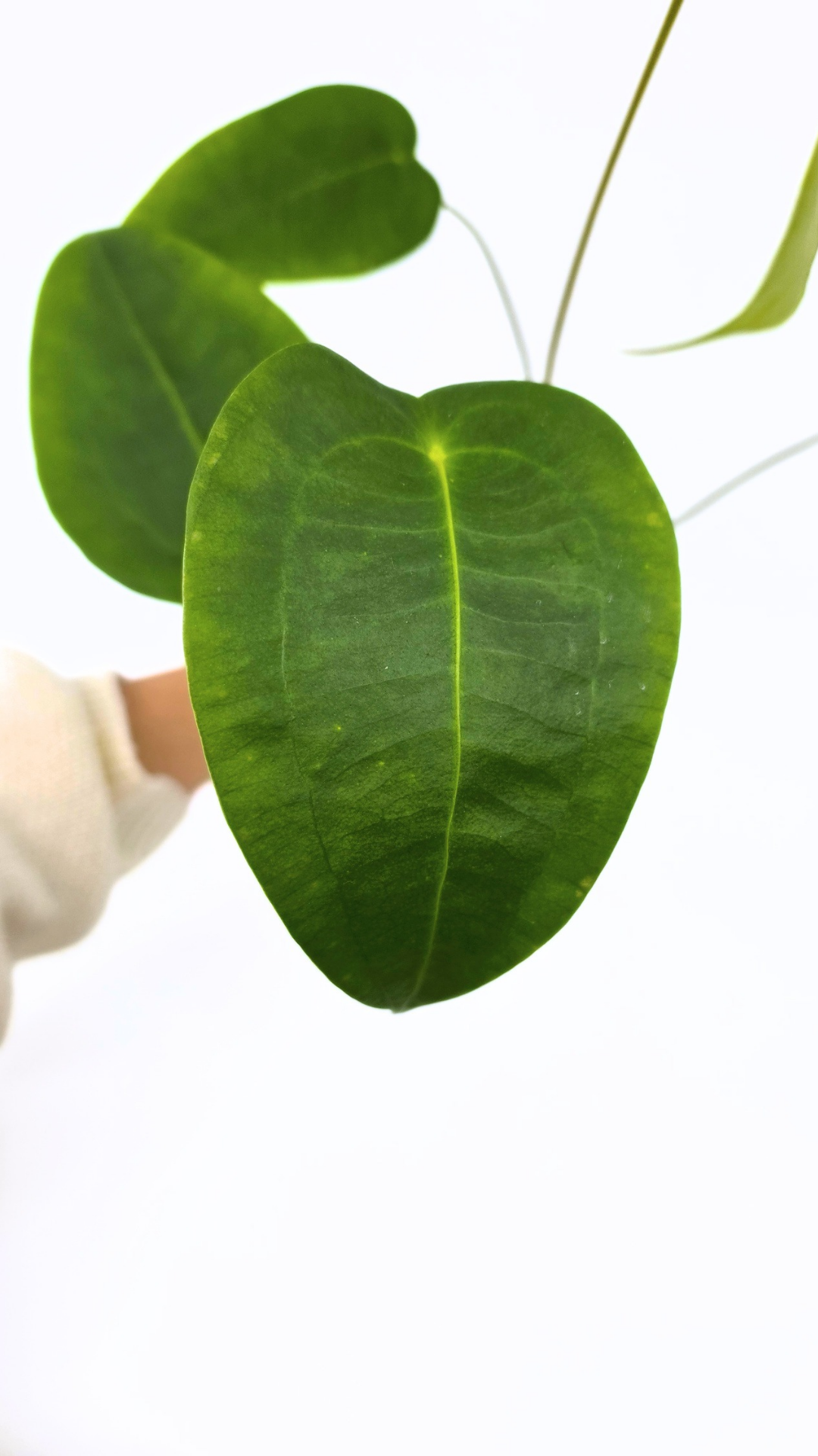 Rare house plant Anthurium Peltigerum available for sale at rare indoor plant shop The Leaf Gallery in Perth, Western Australia