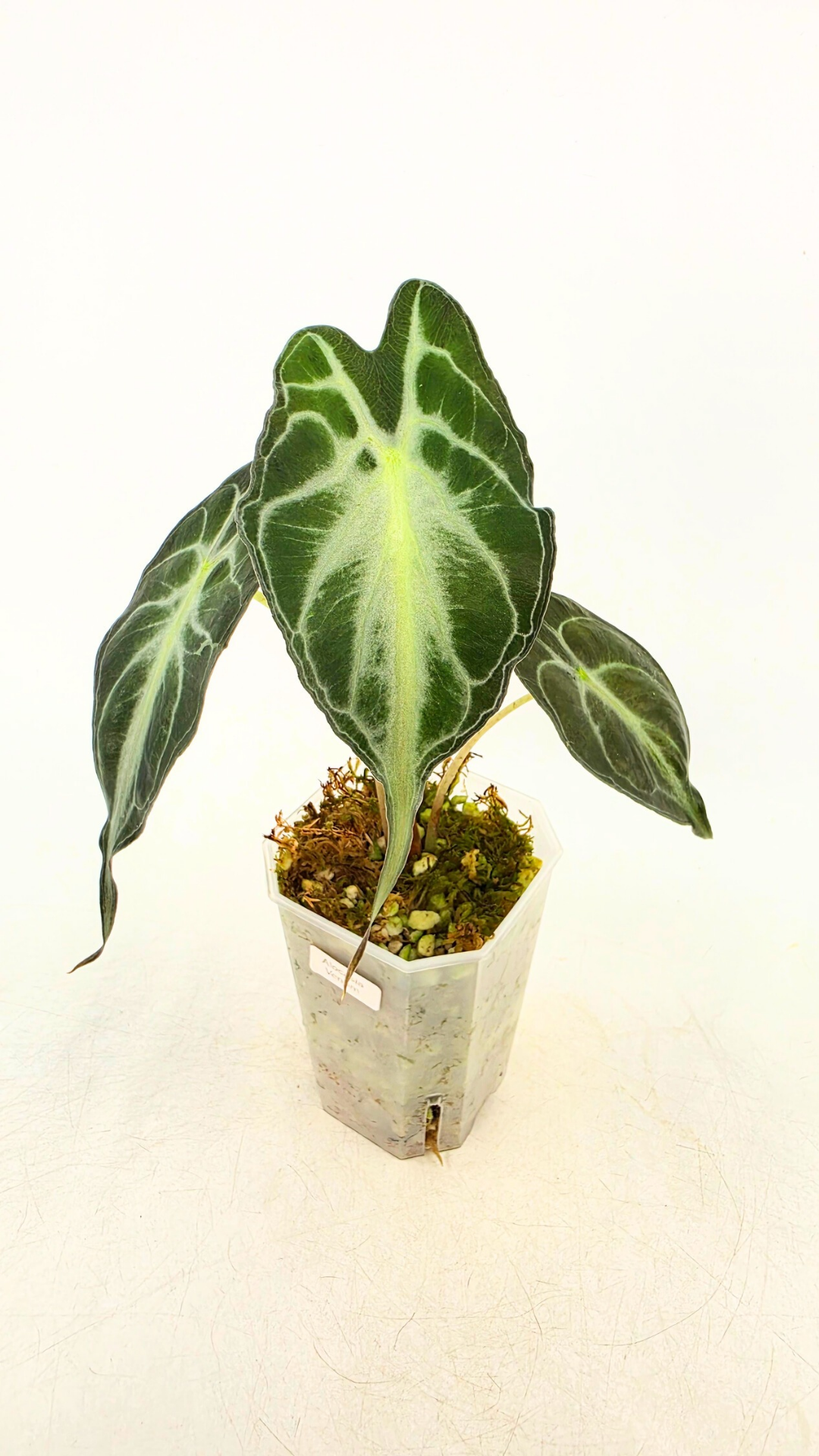 Rare indoor plant Alocasia Venom available for sale at rare house plant shop The Leaf Gallery in Perth, Western Australia.