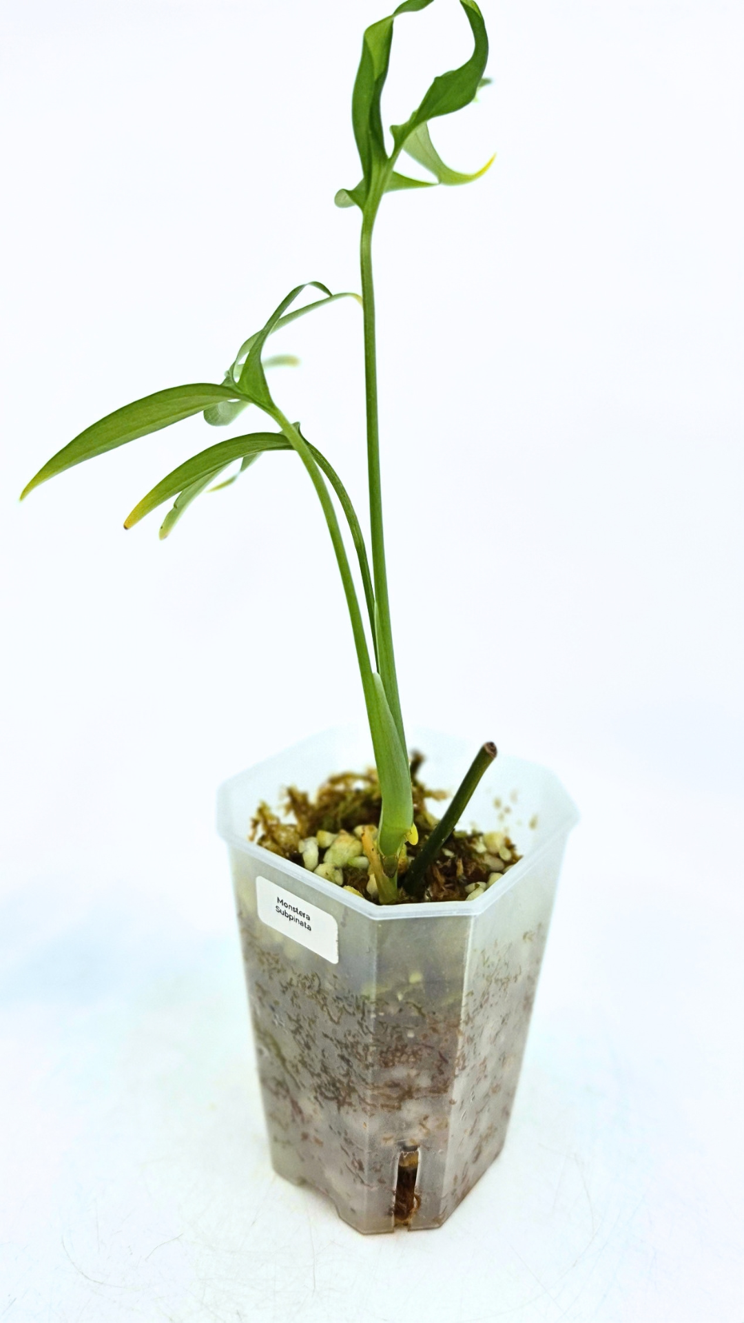 Rare indoor plant Monstera Subpinata available for sale at rare house plant shop The Leaf Gallery in Perth, Western Australia.