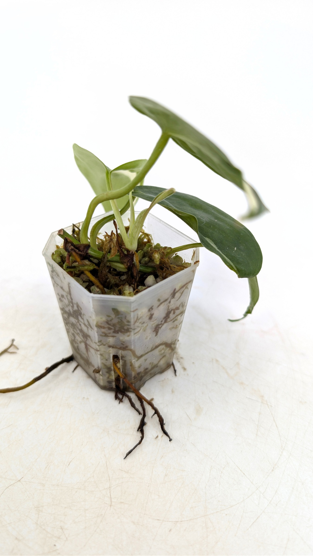 Rare plant Philodendron Rio available for sale at rare plant shop The Leaf gallery in Perth, Western Australia