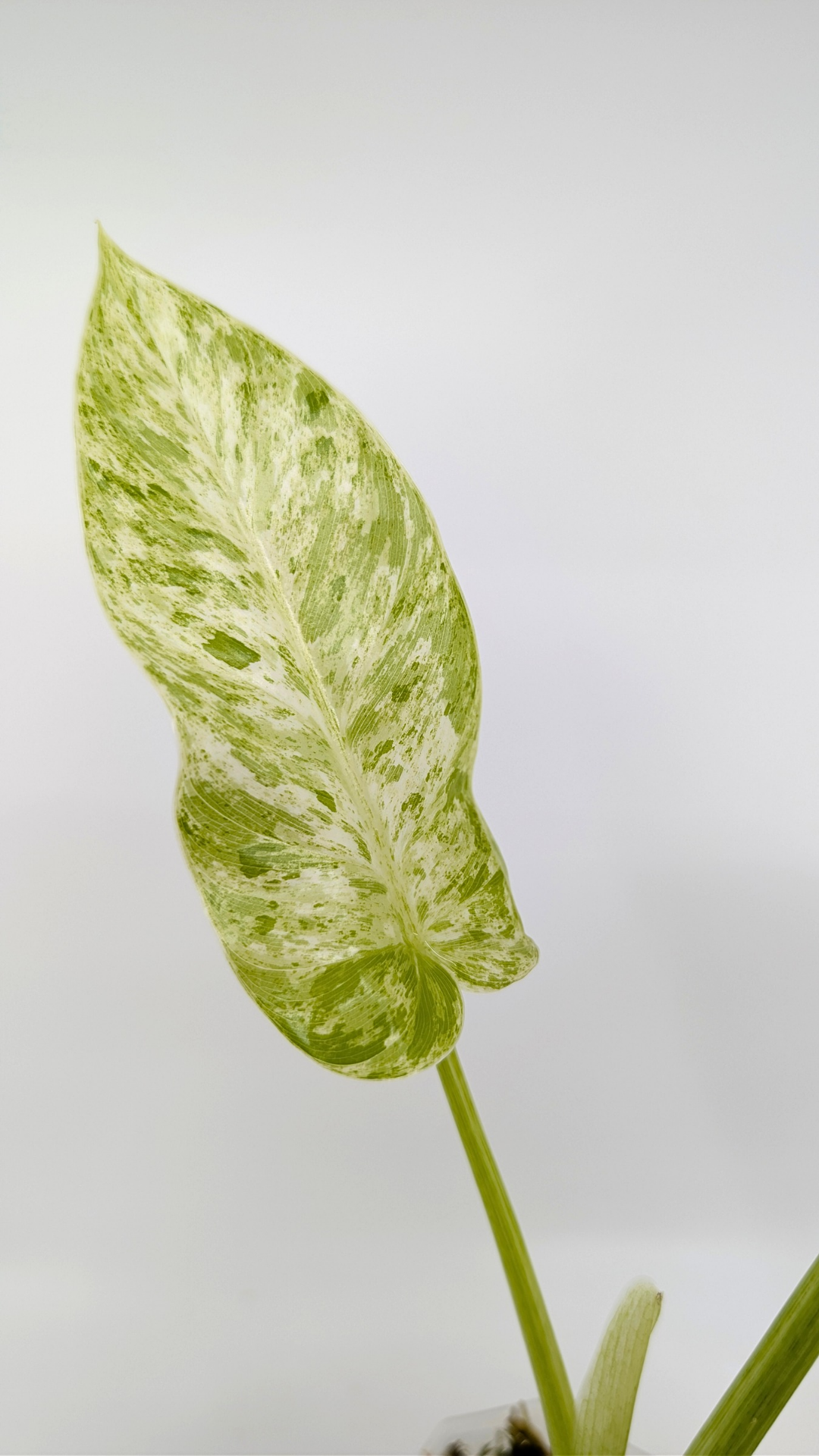 Rare indoor plant Philodendron Giganteum Blizzard Varigated by rare plant shop The Leaf Gallery in Perth, Western Australia