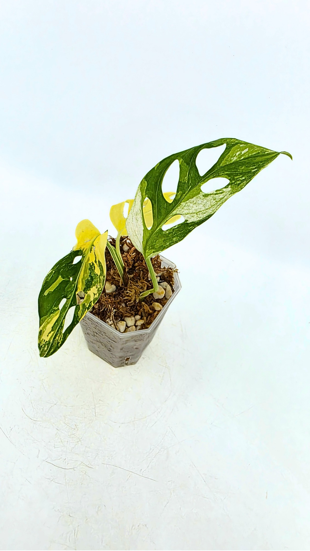 Rare indoor plant Monstera Adansonii Albo Varigated available for sale at rare houseplant shop The Leaf Gallery in Perth, Western Australia