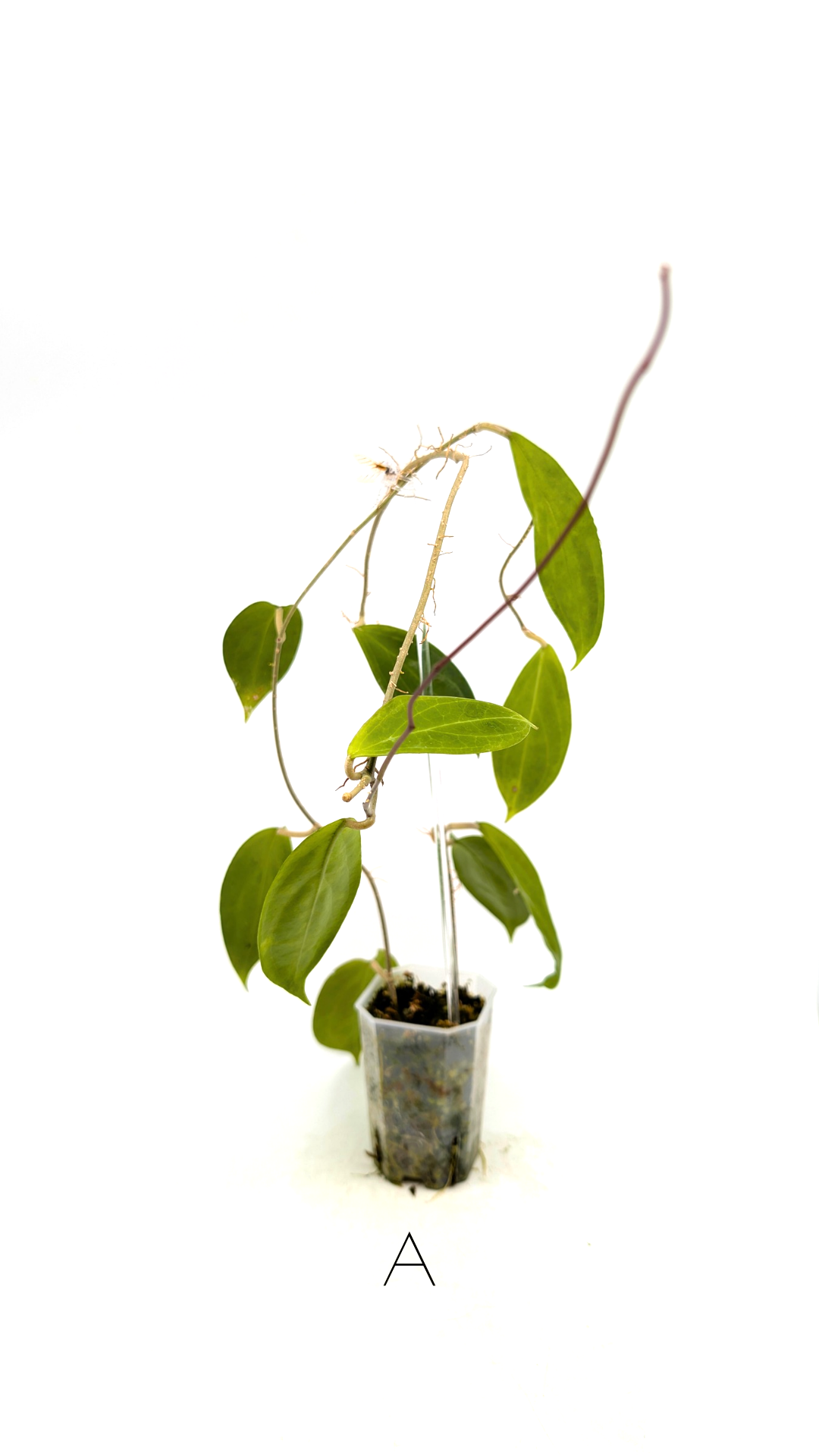 Rare waxplant Hoya UTC033 available for sale at rare indoor plant shop The Leaf Gallery in Perth, Western Australia