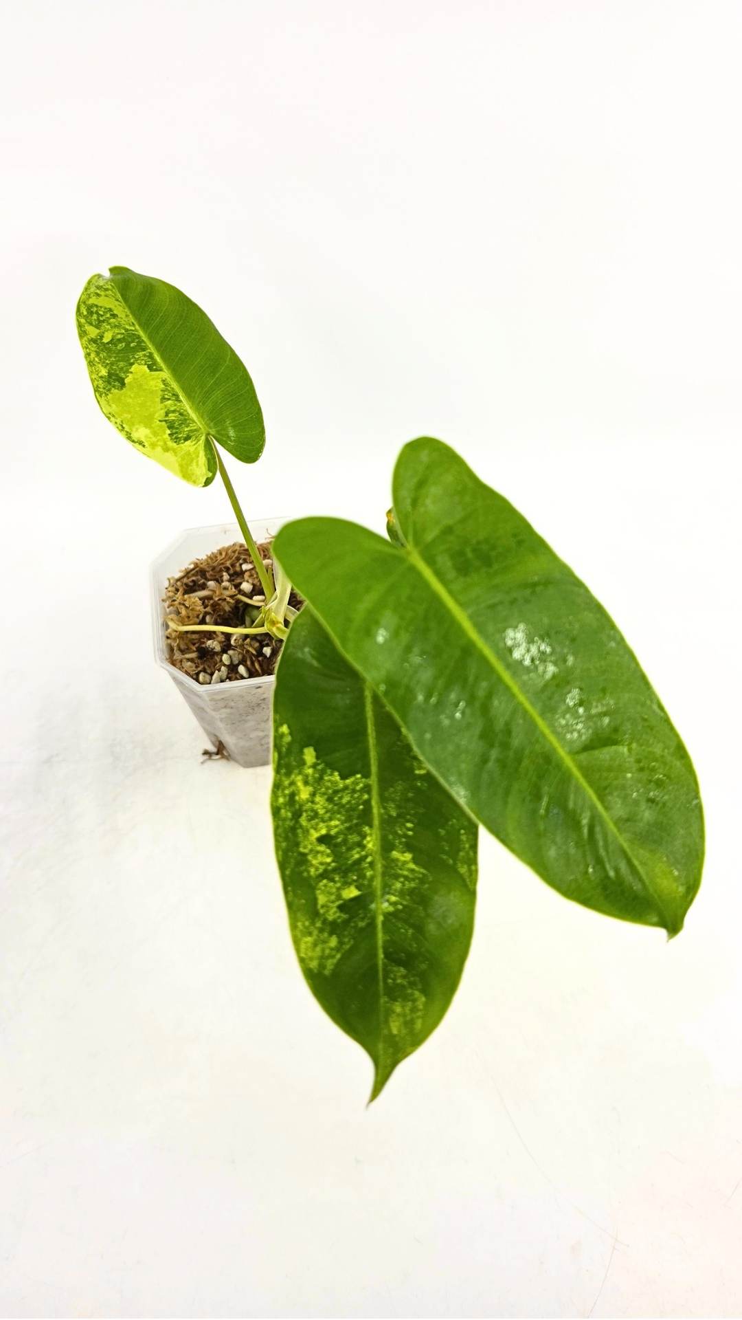 Uncommon indoor plant Philodendron Burle Marx Varigated available for sale at rare indoor plant shop The Leaf Gallery in Perth, Western Australia