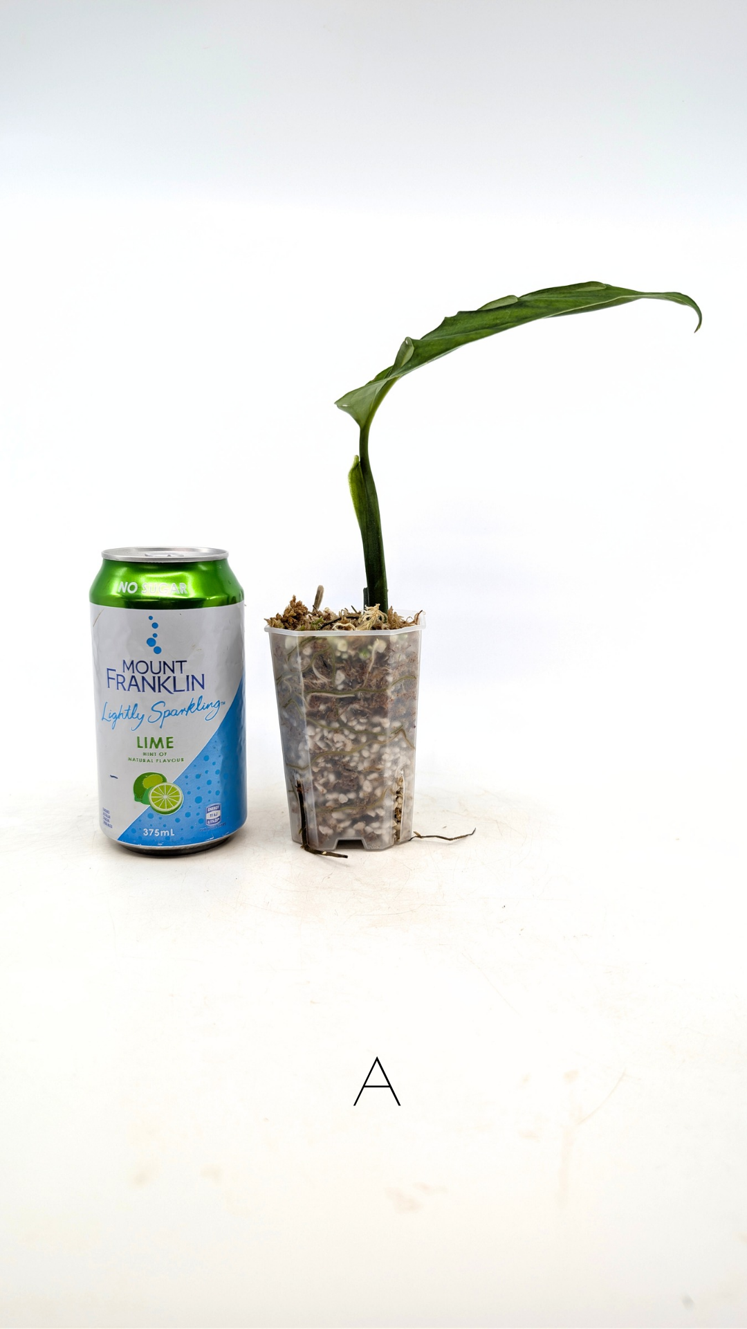 Rare plant Monstera Esqueleto or Monstera Epipremnoides propagated by rare indoor plant shop The Leaf Gallery in Perth, Western Australia