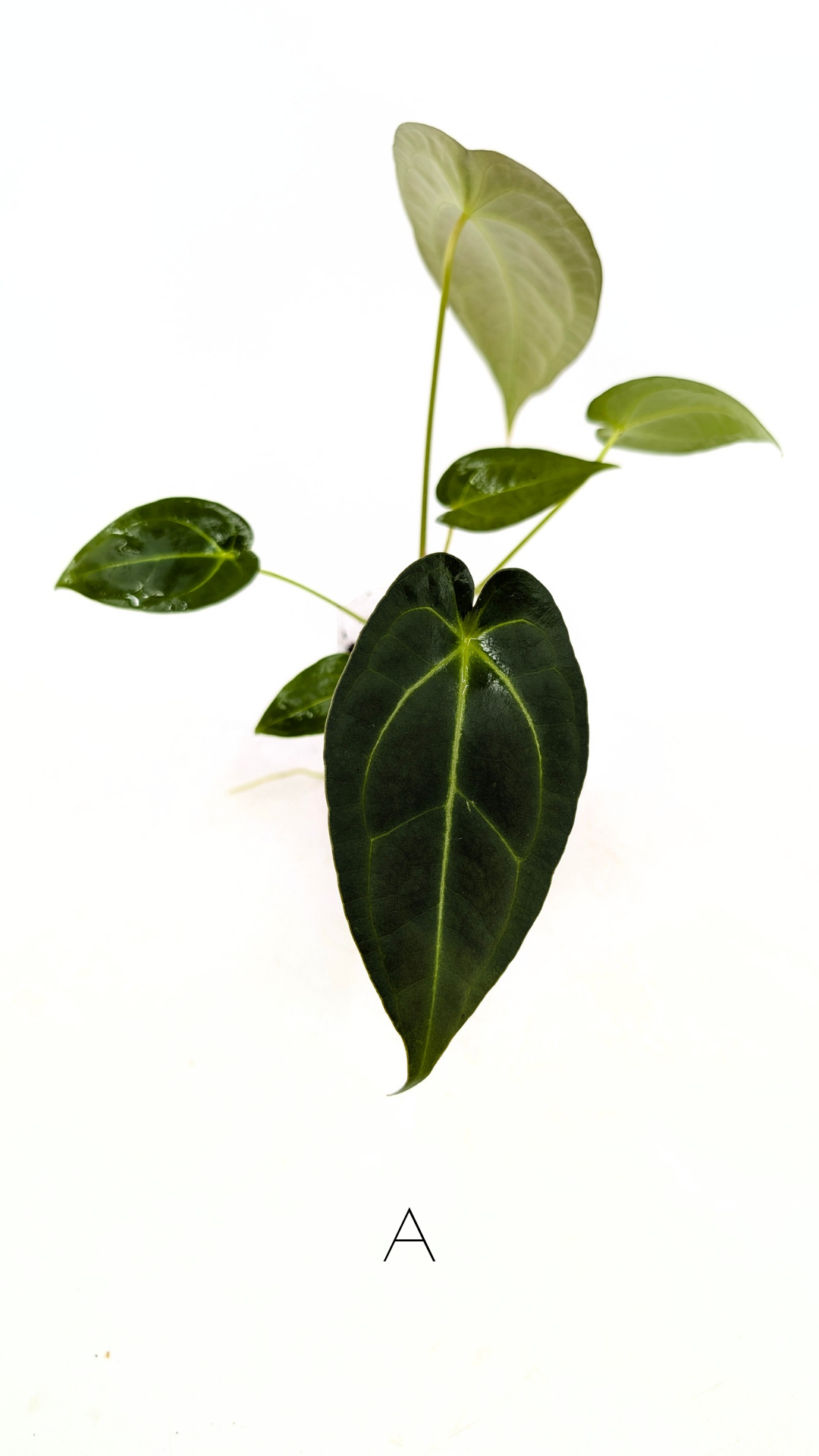 Rare anthurium hybrid Dark Forgetii X Bessae Aff available for sale at rare houseplant shop The Leaf Gallery in Perth, Western Australia