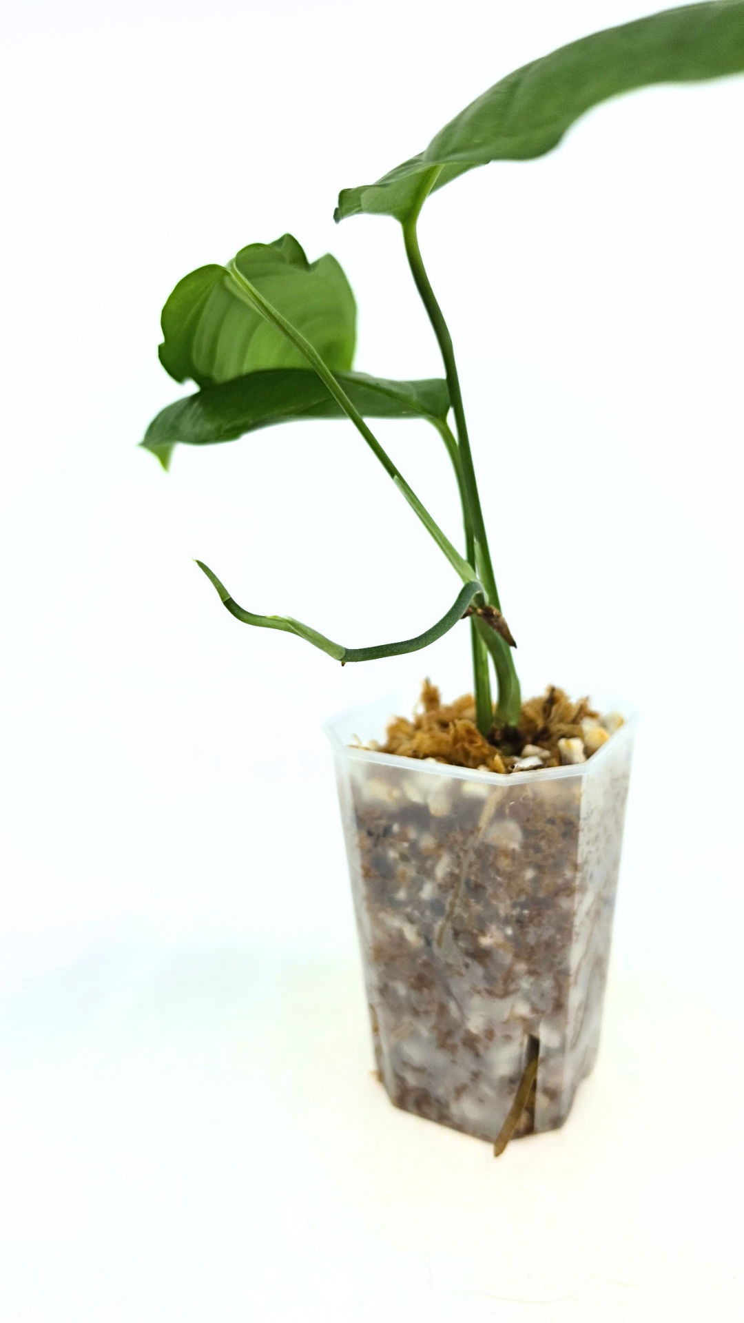 Rare indoor plant Monstera Obliqua Amazonas available at rare plant shop The Leaf Gallery in Perth, Western Australia