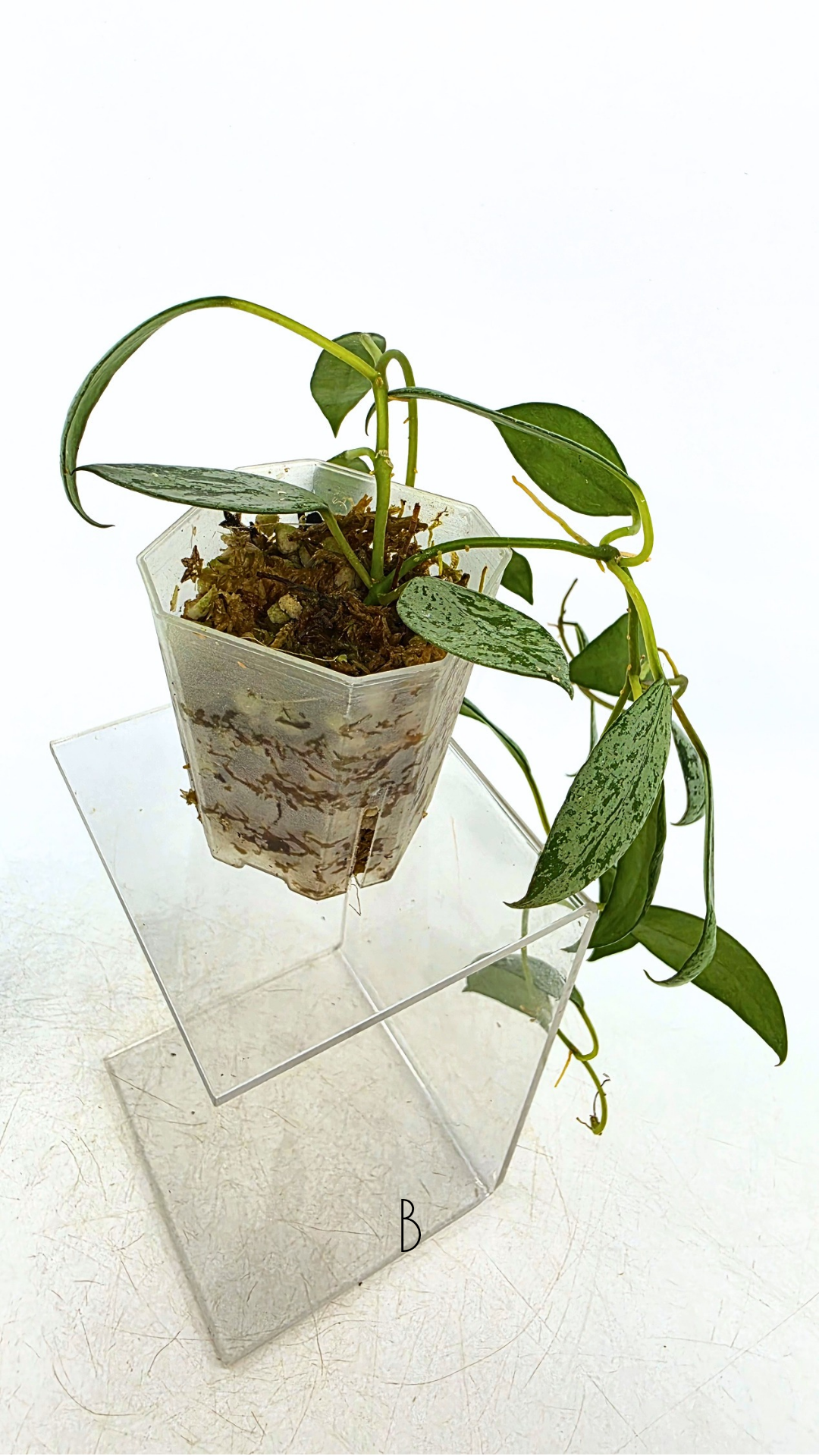 Rare waxplant Hoya Sulcata available for sale at rare indoor plant shop The Leaf Gallery in Perth, Western Australia