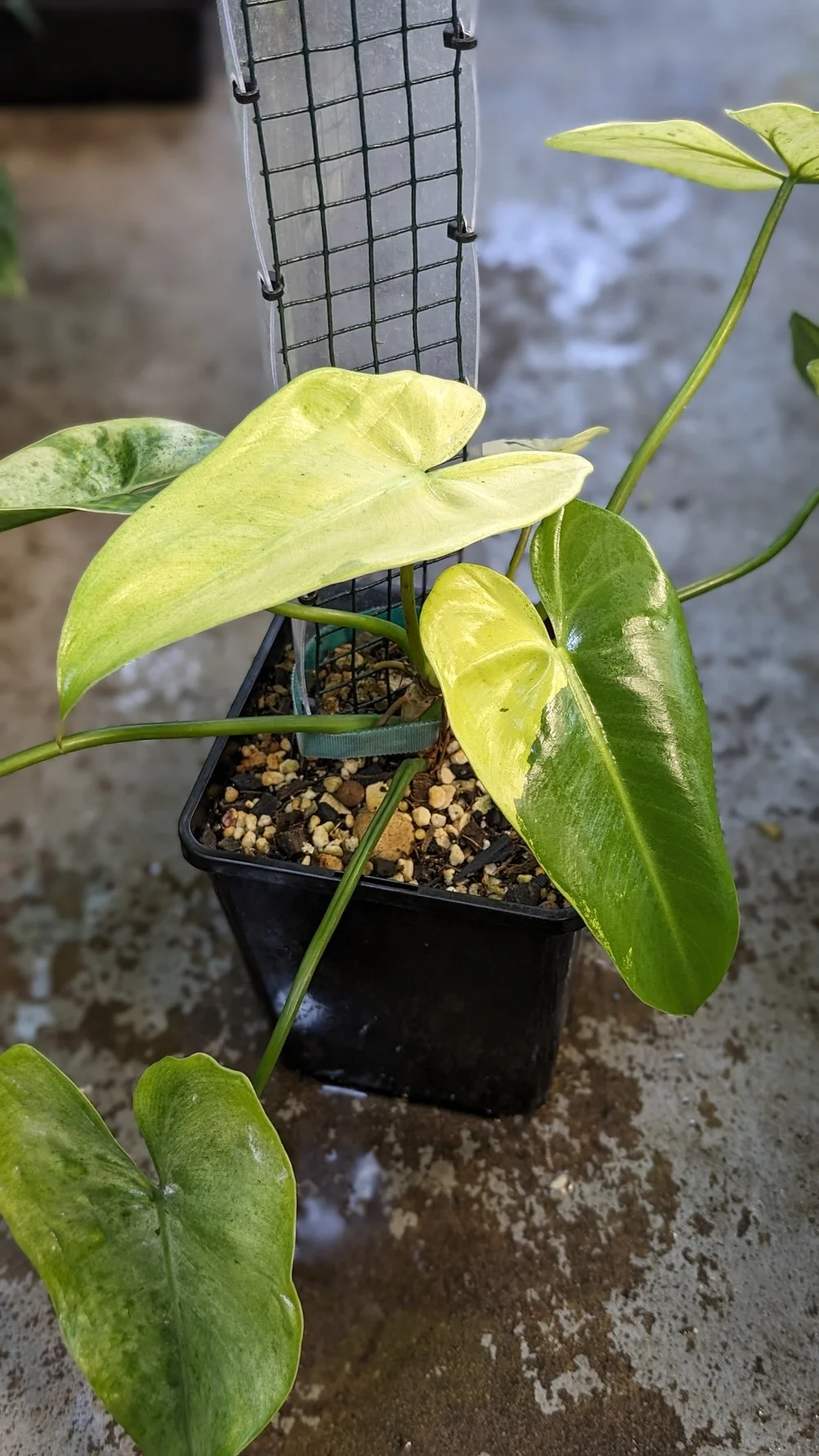 Philodendron Ilsemanii  The Leaf Gallery