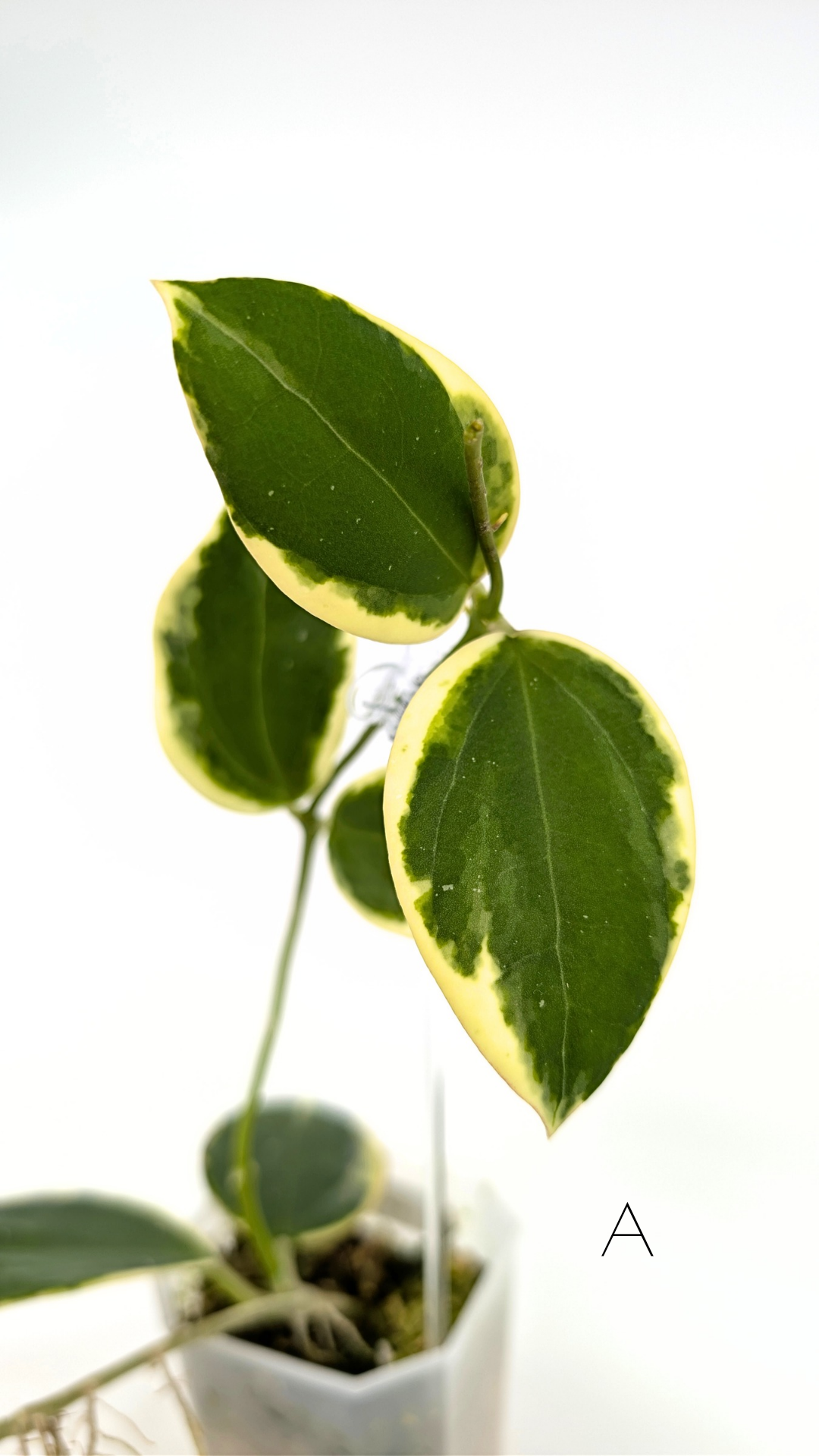 Rare waxplant Hoya sp Para Albomarginata available for sale at rare indoor plant shop The Leaf Gallery in Perth, Western Australia