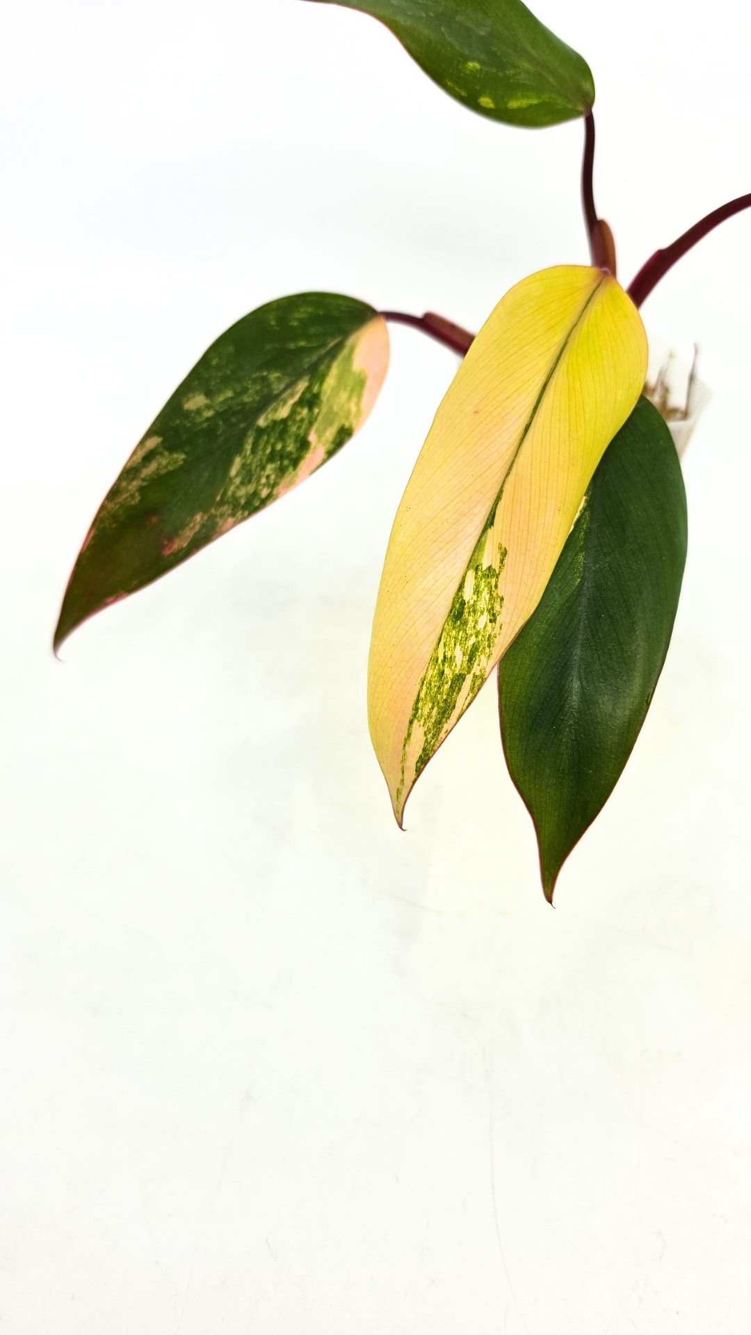 Rare indoor plant Philodendron Strawberry Shake grown and propagated by rare plant shop The Leaf Gallery in Perth, Western Australia