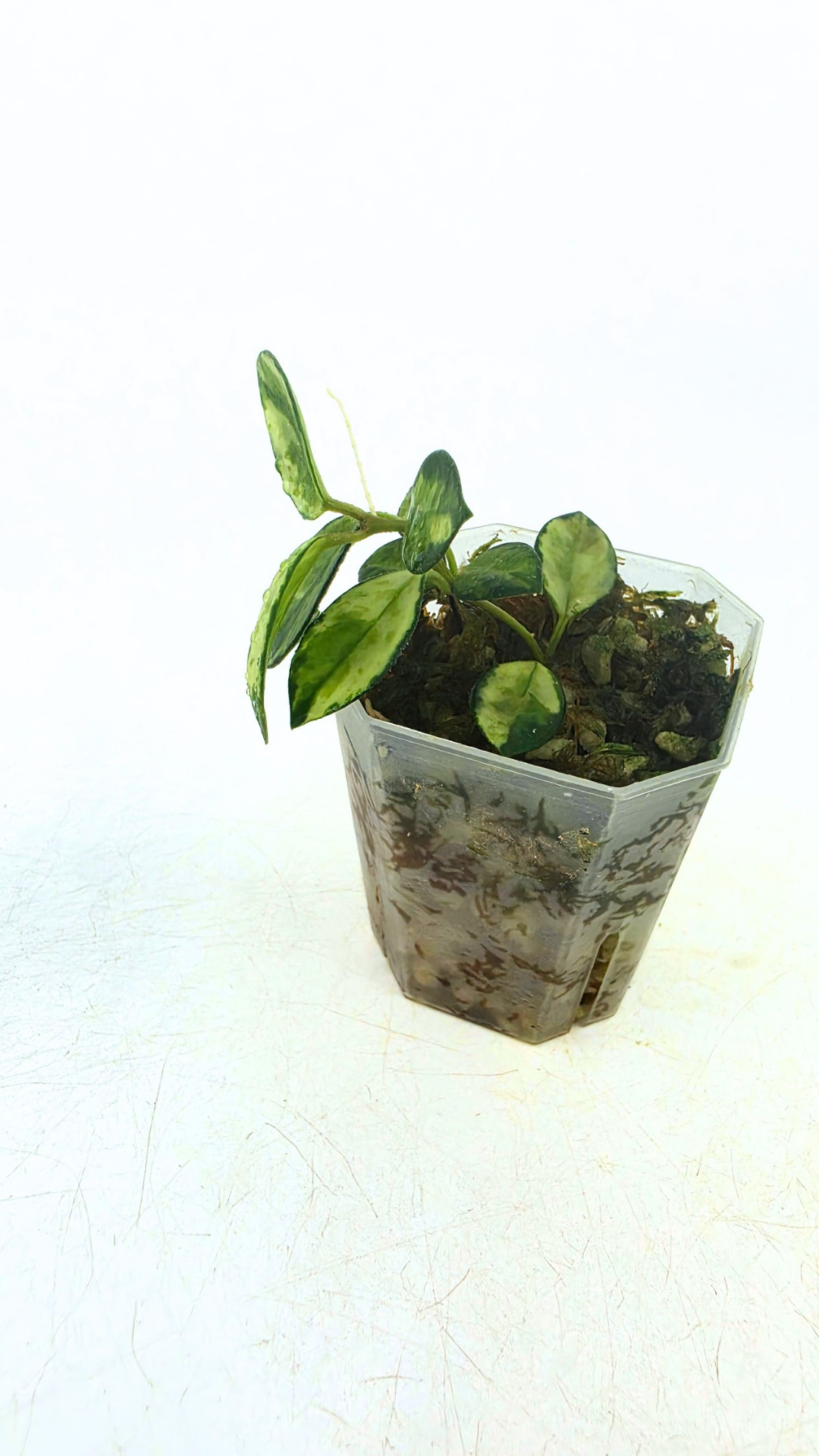 Rare waxplant Hoya Mathilde Variegated available for sale at rare indoor plant shop The Leaf Gallery in Perth, Western Australia