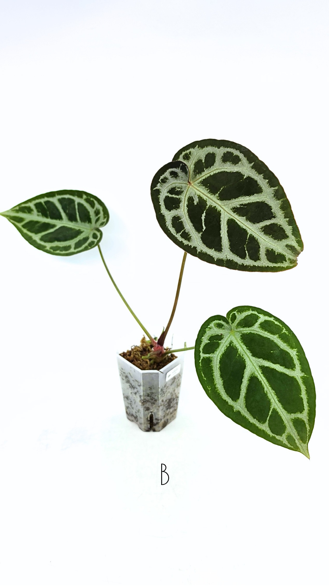Rare anthurium hybrid Anthurium red dorayaki mutation with Anthurium Michelle by The Leaf Gallery in Perth, Western Australia