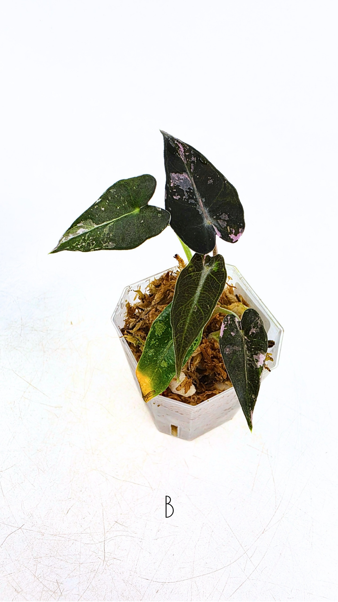 Rare indoor plant Alocasia Amazonica Bambino Pink TC plantlets available for sale at rare houseplant shop The Leaf Gallery in Perth, Western Australia