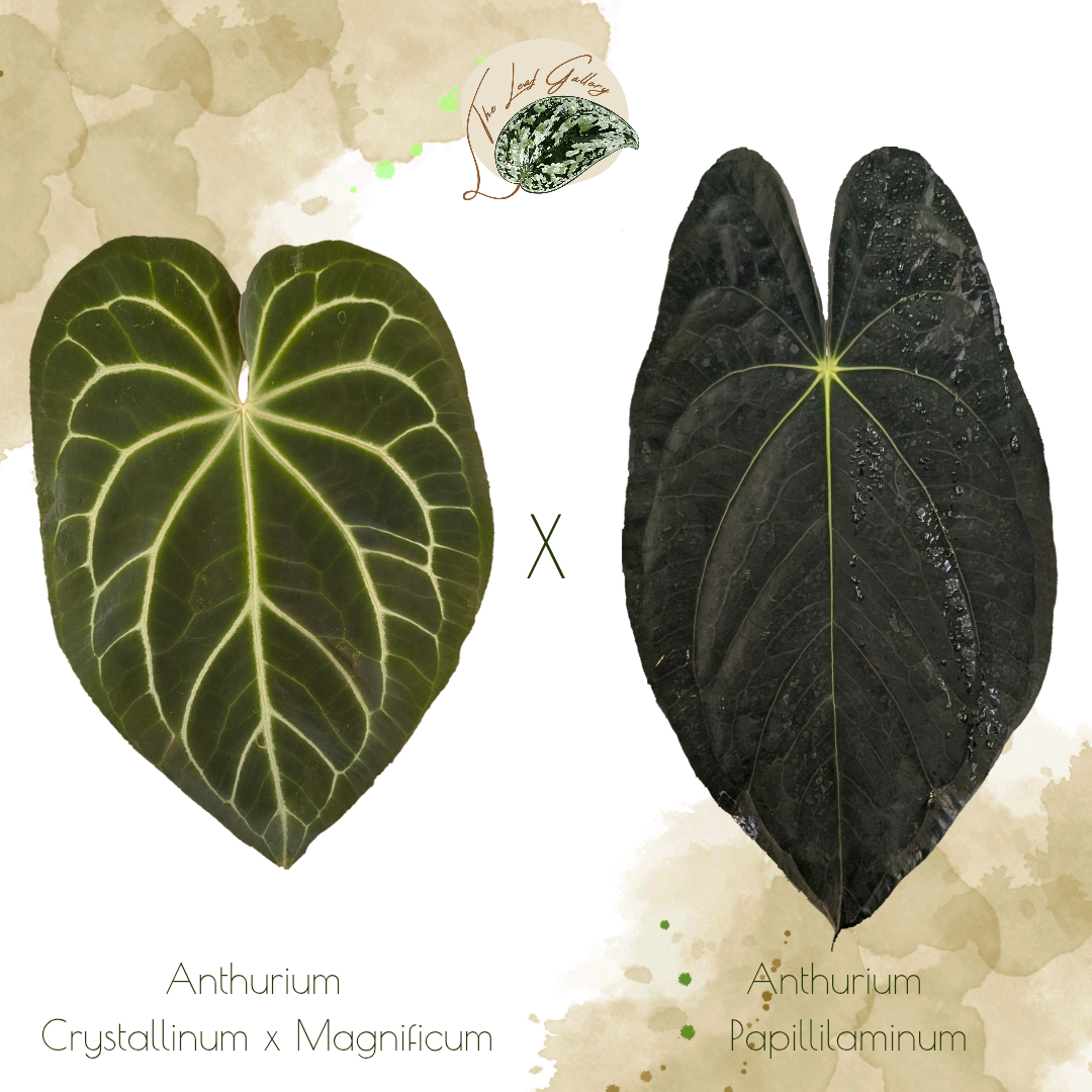 Anthurium Crystallinum x Magnificum x Anthuirum Papillilaminum seed packs by rare plant shop The Leaf Gallery in Perth, Western Australia