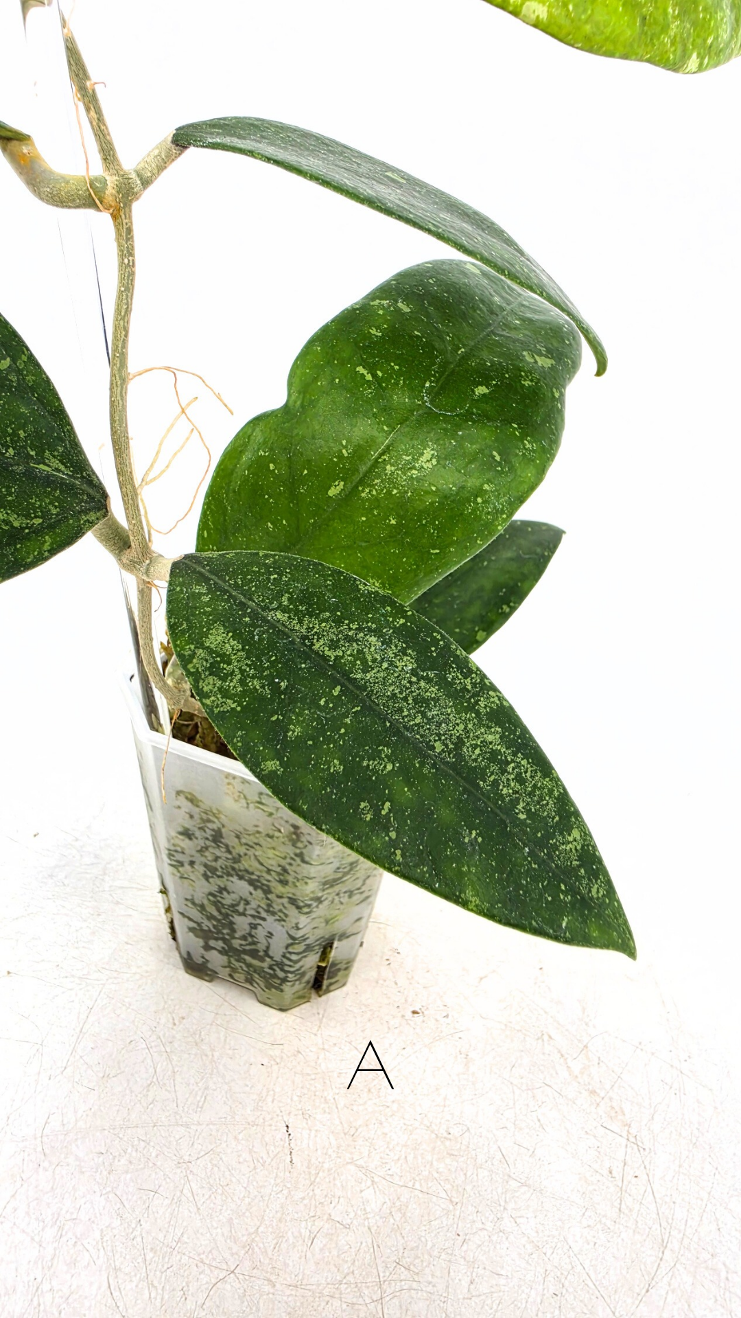 Rare waxplant Hoya Ko Chag Island available for sale at rare indoor plant shop The Leaf Gallery in Perth, Western Australia