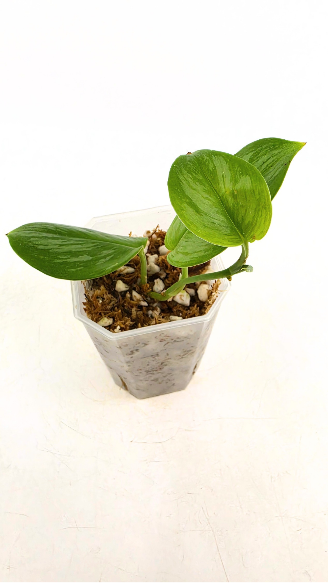 Rare indoor plant Scindapsus Treubii Moonlight available for sale at rare house plant shop The Leaf Gallery in Perth, Western Australia