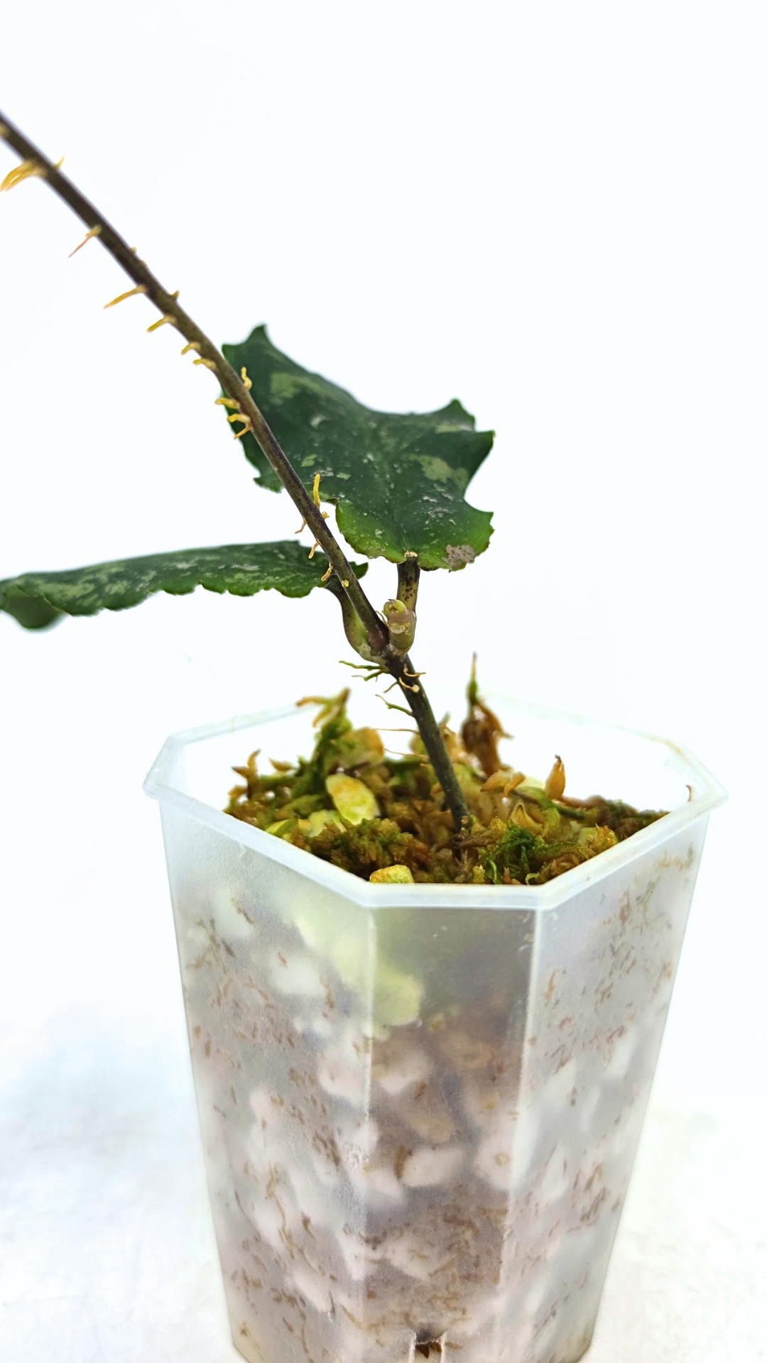 Rare waxplant Hoya Undulata available for sale at rare indoor plant shop The Leaf Gallery in Perth, Western Australia