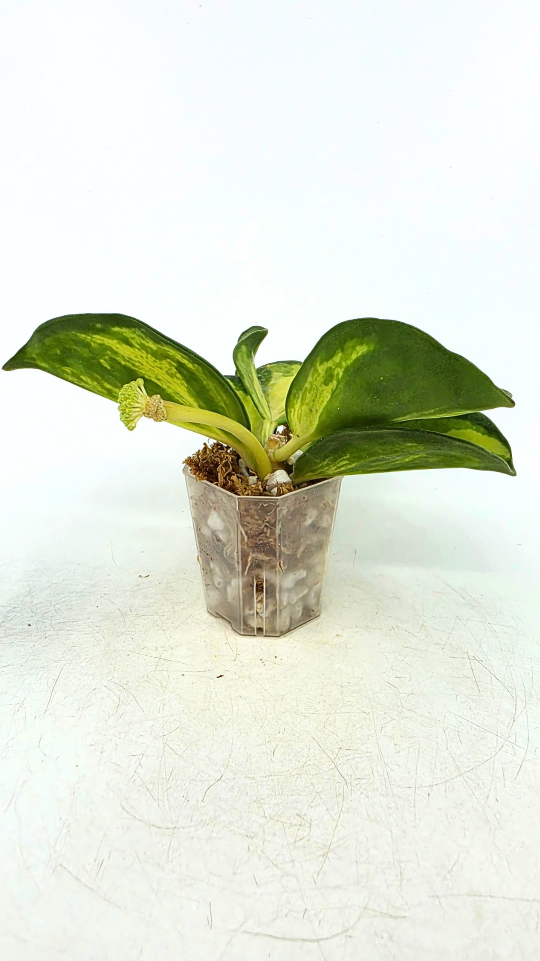 Rare waxplant Hoya Subquintupllinervis Inner Variegated, formerly known as Hoya Pachyclada available for sale at rare indoor plant shop The Leaf Gallery in Perth, Western Australia