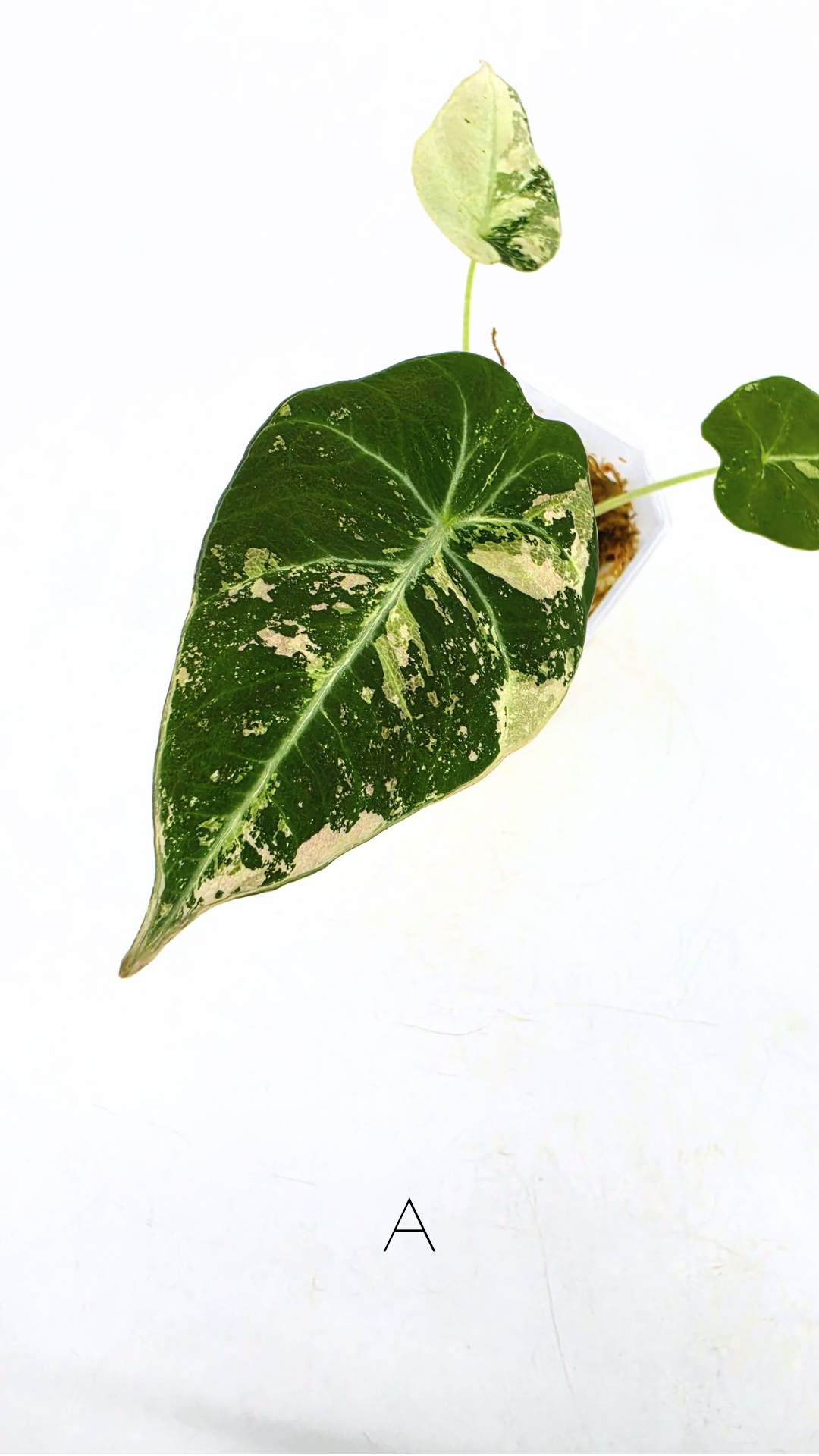 Rare indoor plant Alocasia Black Velvet Pink Variegated available for sale from rare house plant shop The Leaf Gallery in Perth, Western Australia