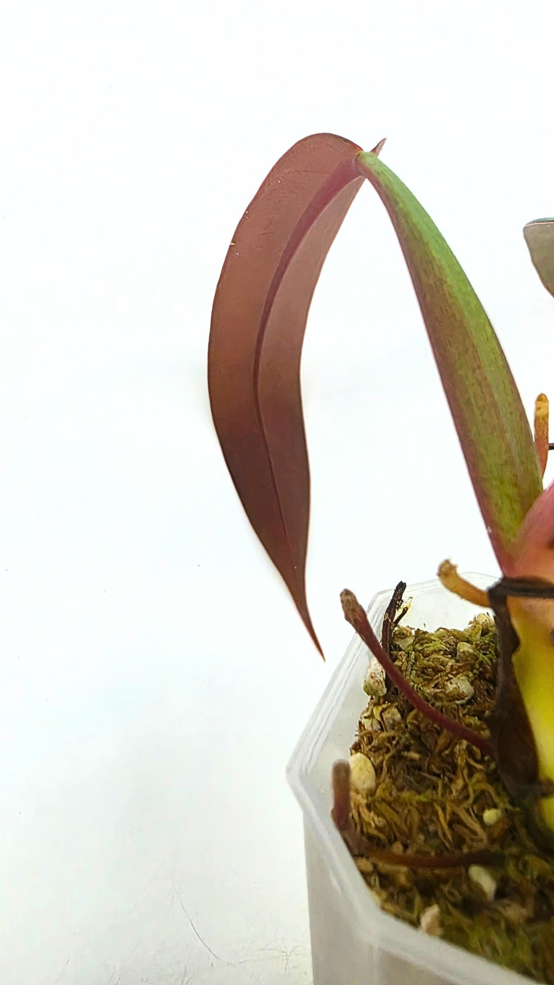 Rare indoor plant Philodendron Bicolour available for sale at rare house plant shop The Leaf Gallery in Perth, Western Australia