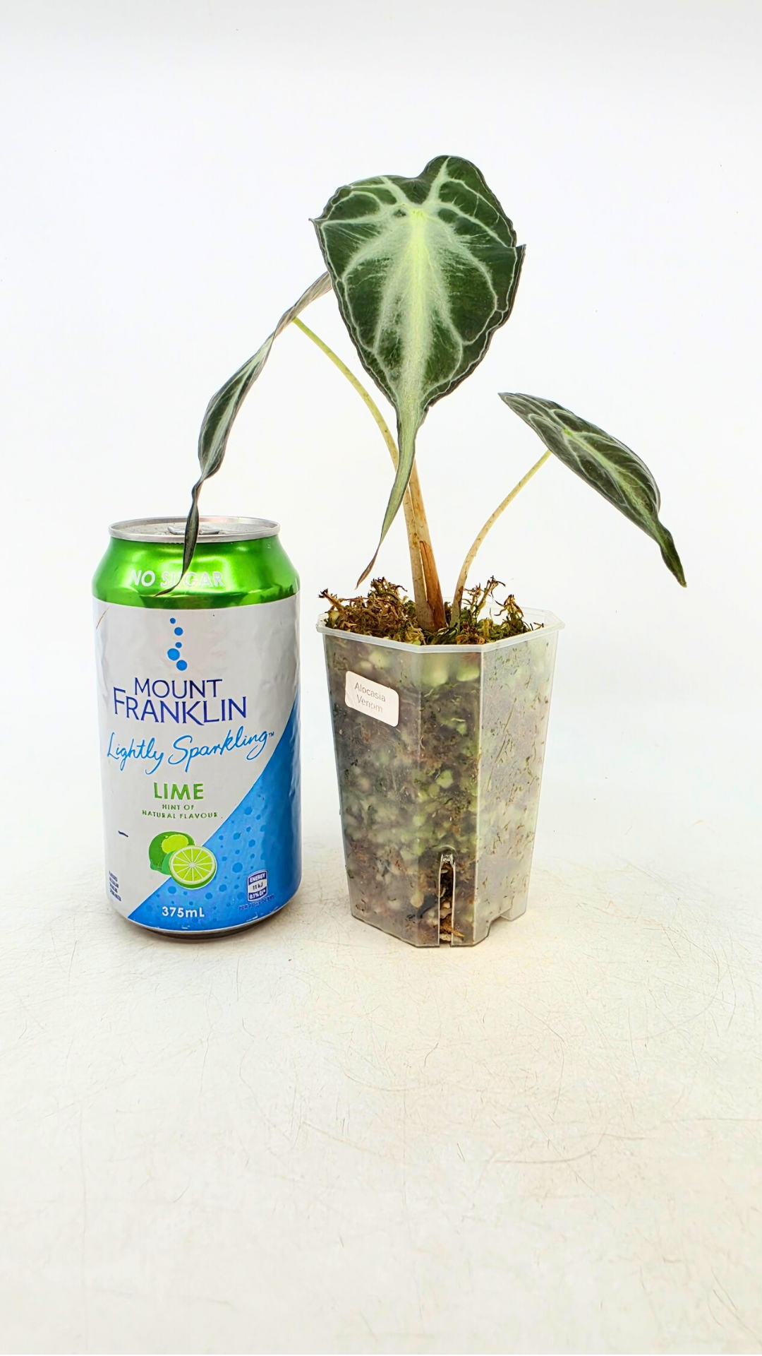 Rare indoor plant Alocasia Venom available for sale at rare house plant shop The Leaf Gallery in Perth, Western Australia.