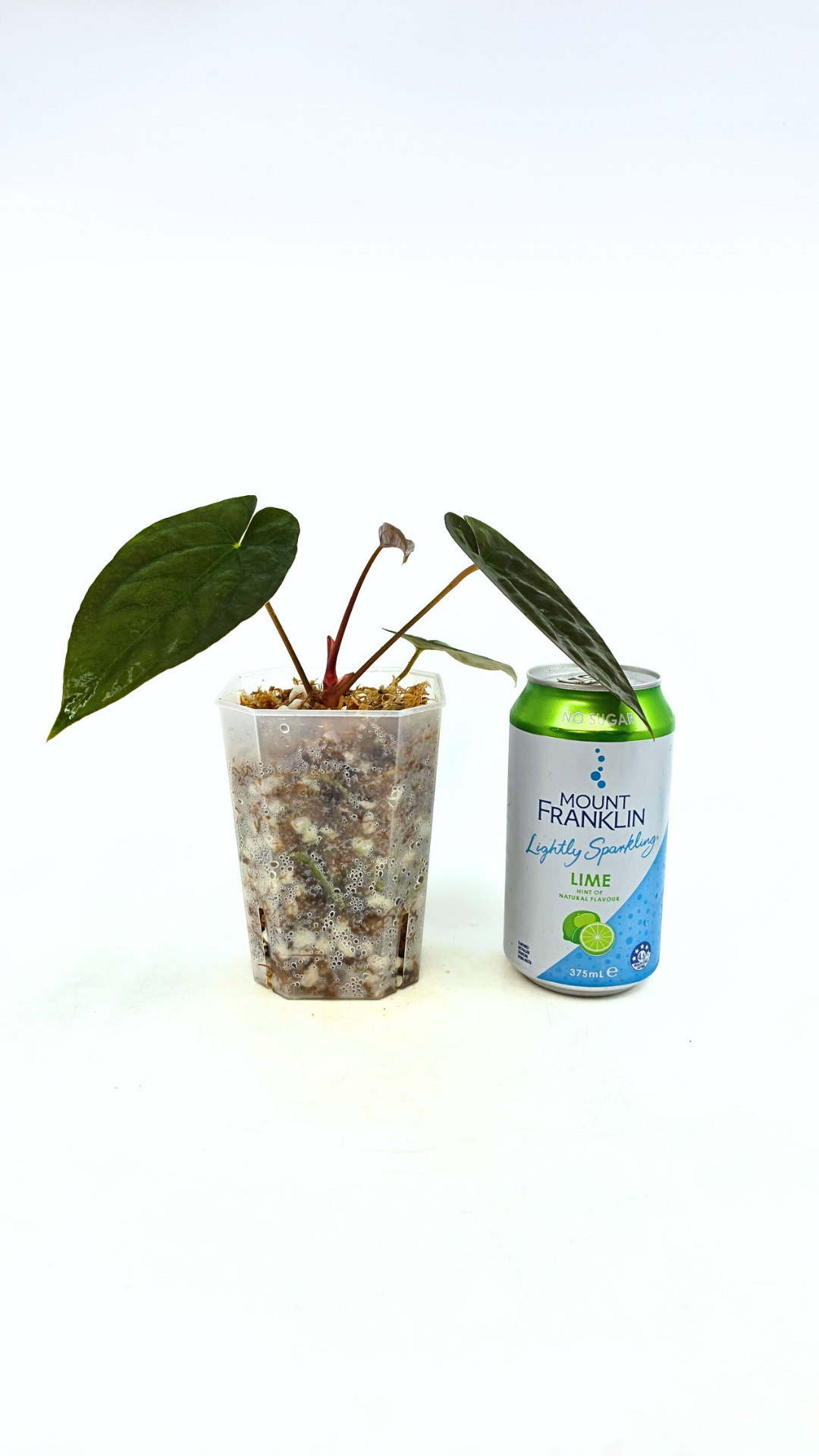 Rare indoor plant Anthurium Papillilaminum pure clone available from rare house plant shop The Leaf Gallery in Perth, Western Australia