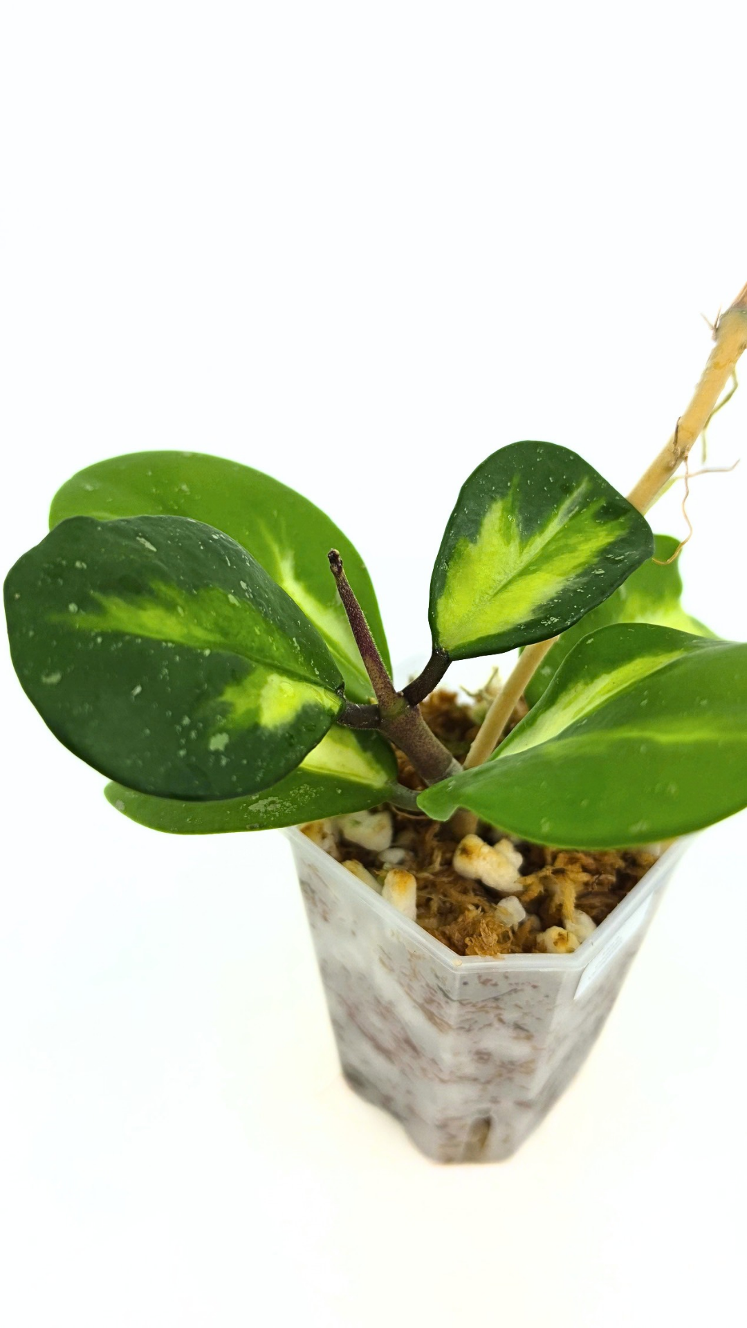 Rare waxplant Hoya Obavata Splash Variegated available for sale at rare indoor plant shop The Leaf Gallery in Perth, Western Australia
