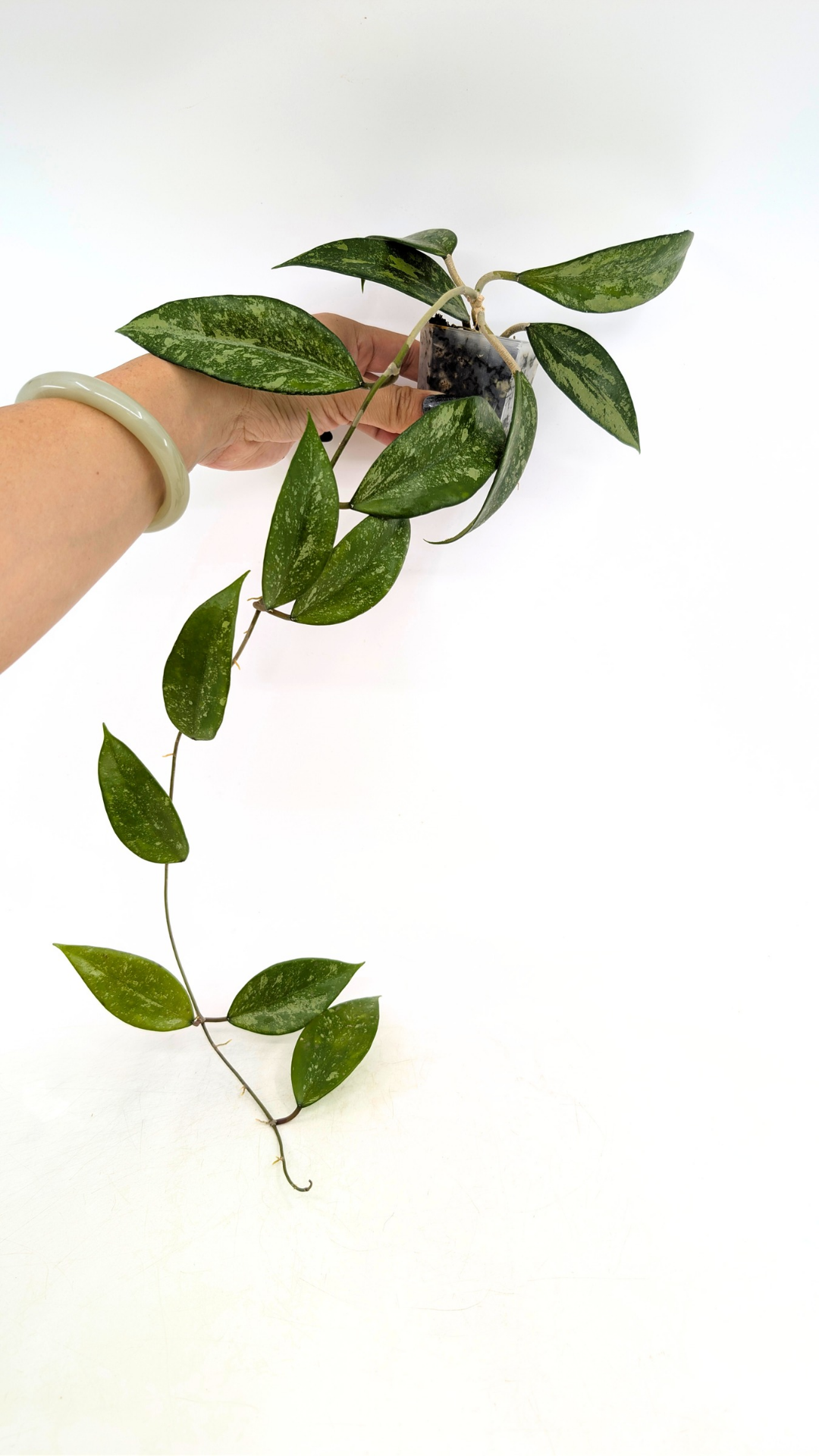 Rare waxplant Hoya Snow Cui available for sale at rare indoor plant shop The Leaf Gallery in Perth, Western Australia