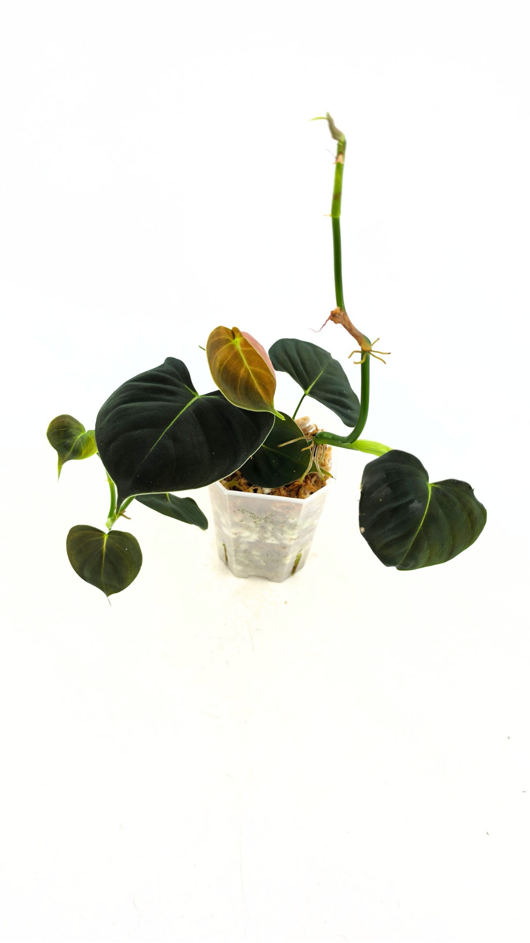 Rare indoor plant Philodendron Lupinum available for sale at rare house plant shop The Leaf Gallery in Perth, Western Australia