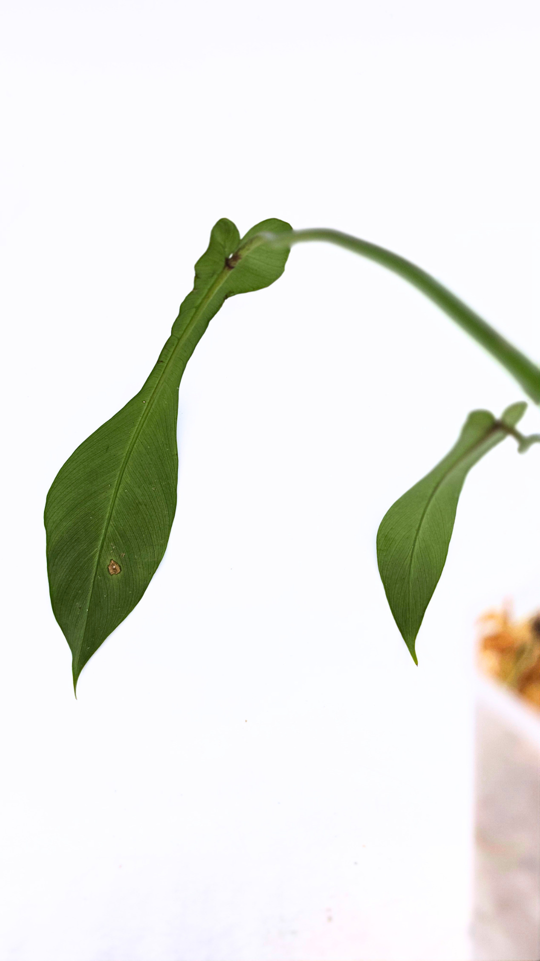 Rare indoor plant Philodendron Joepii available at rare house plant shop The Leaf Gallery in Perth, Western Australia