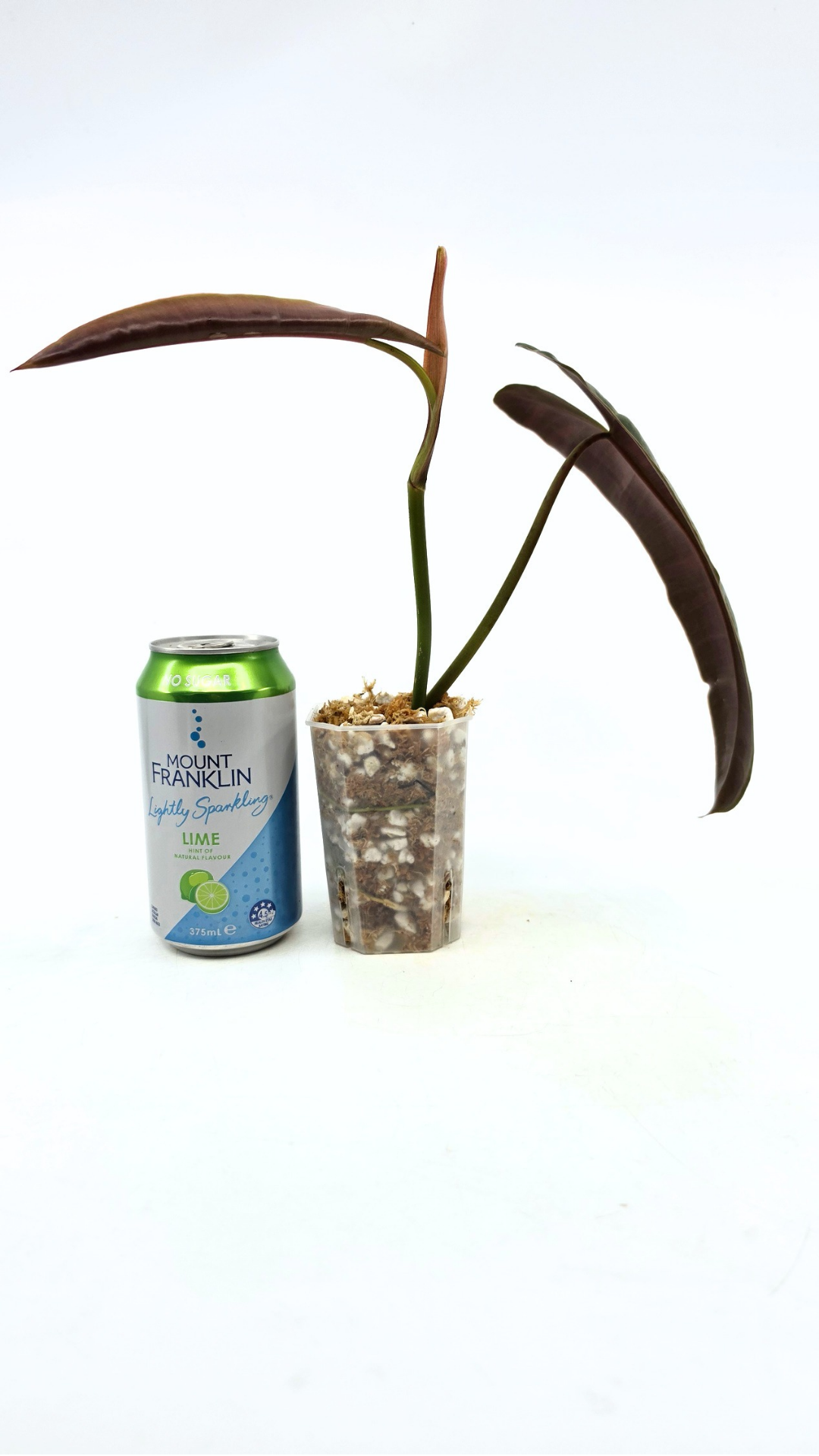 Rare indoor plant Philodendron Black Billitiae (philodendron atabapoense x philodendron billietiae) available for sale at rare house plant shop The Leaf Gallery in Perth, Western Australia