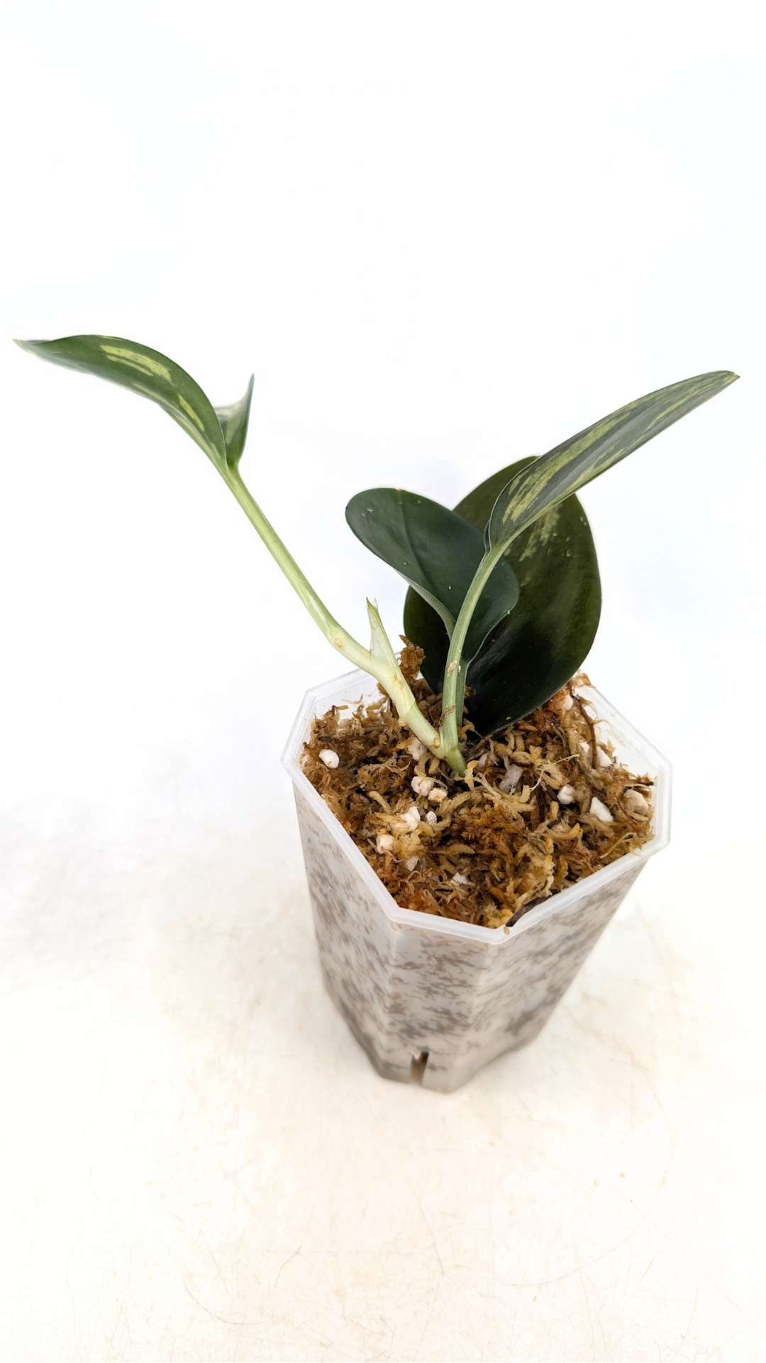 Single plants upload_20260121_155352_0002.png