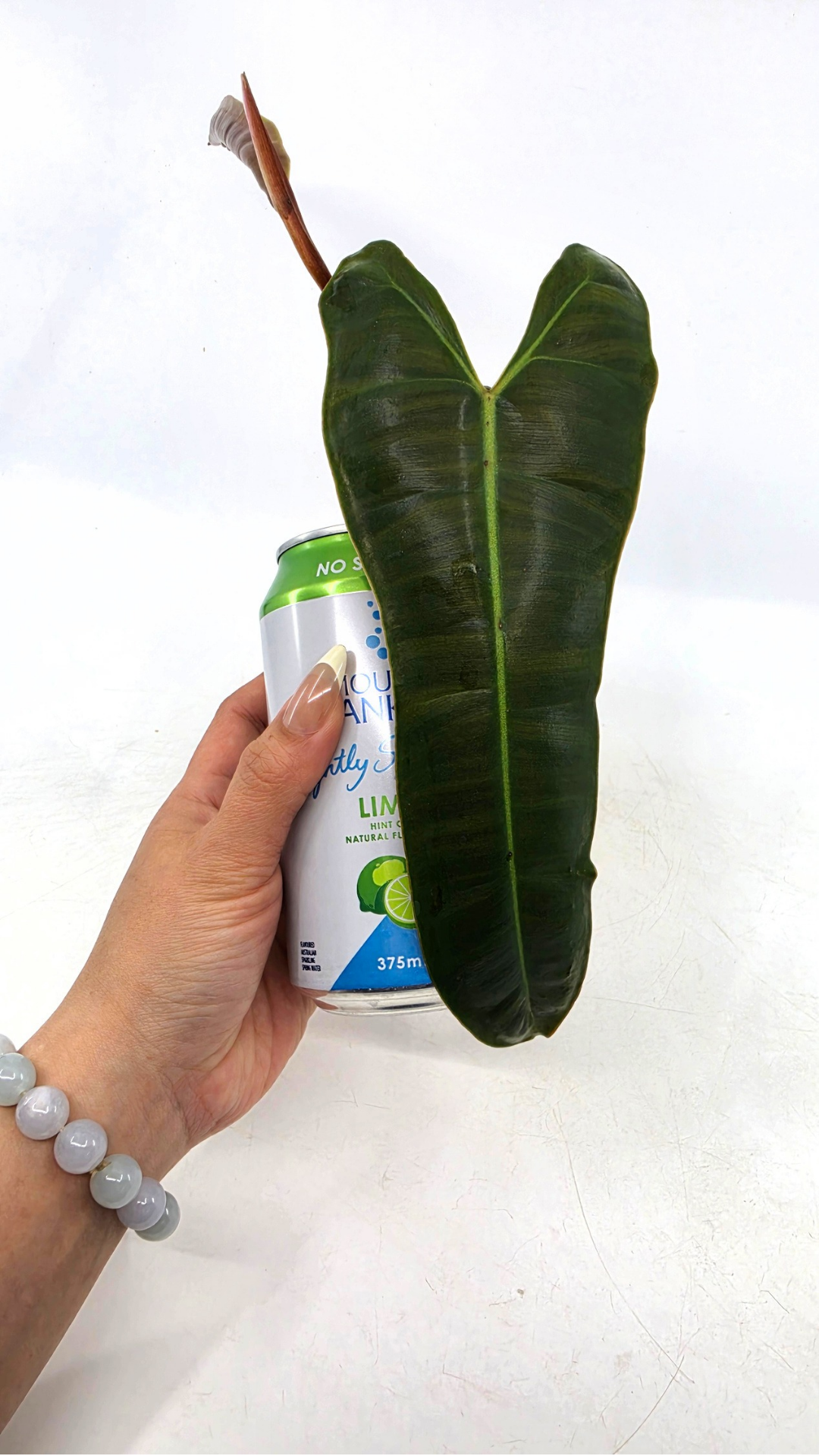 Rare indoor plant Philodendron Black Billitiae (philodendron atabapoense x philodendron billietiae) available for sale at rare house plant shop The Leaf Gallery in Perth, Western Australia