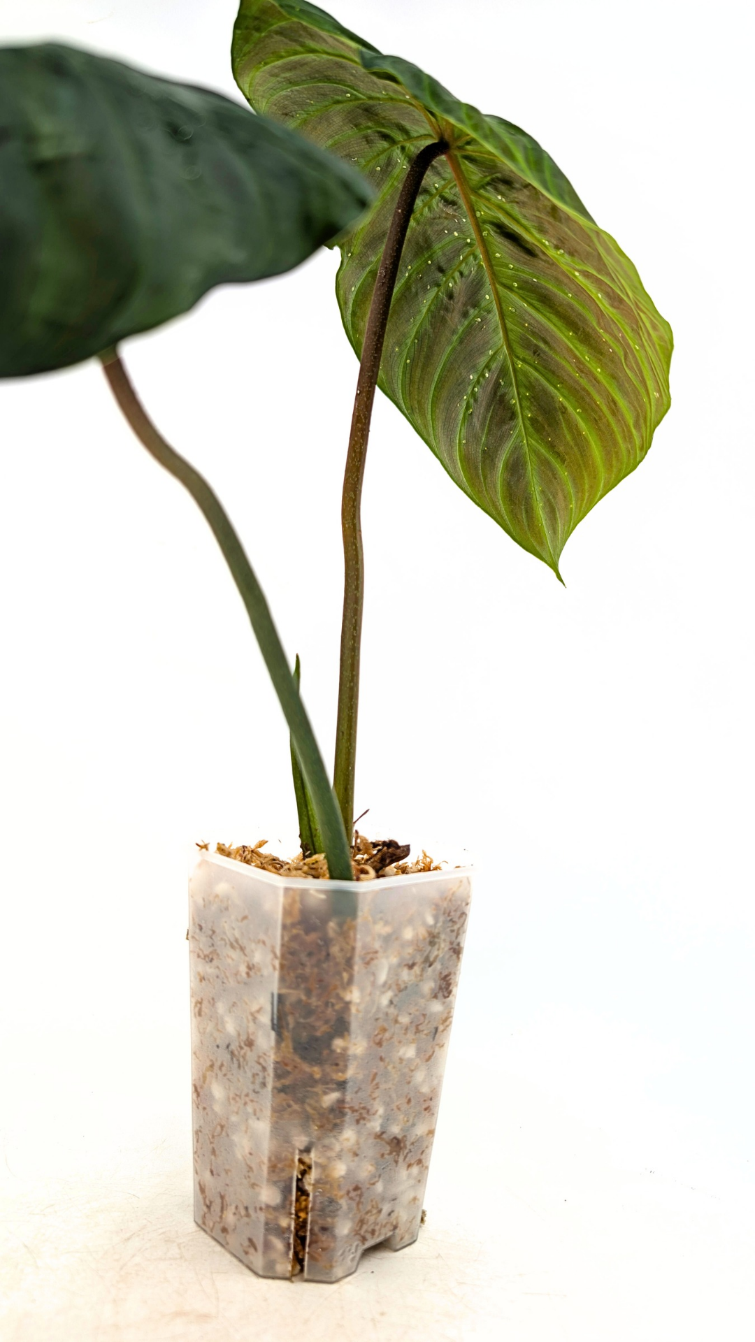 Rare indoor plant Philodendron Majestic available at rare plant shop The Leaf Gallery in Perth, Western Australia