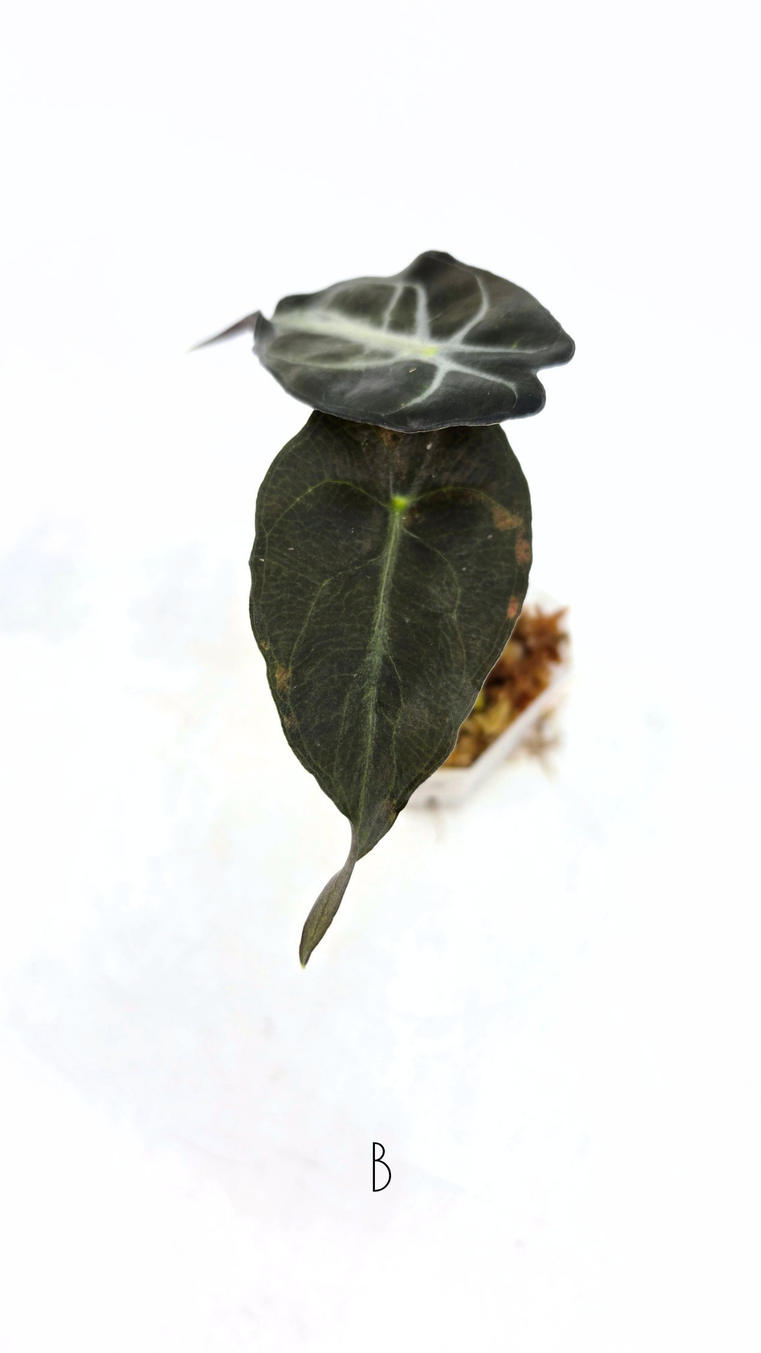Rare indoor plant Alocasia Venom available for sale at rare house plant shop The Leaf Gallery in Perth, Western Australia.