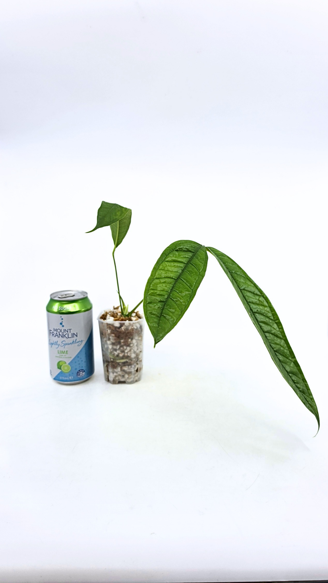 Rare indoor plant Anthurium Moonenii available for sale at rare house plant shop The Leaf Gallery in Perth, Western Australia