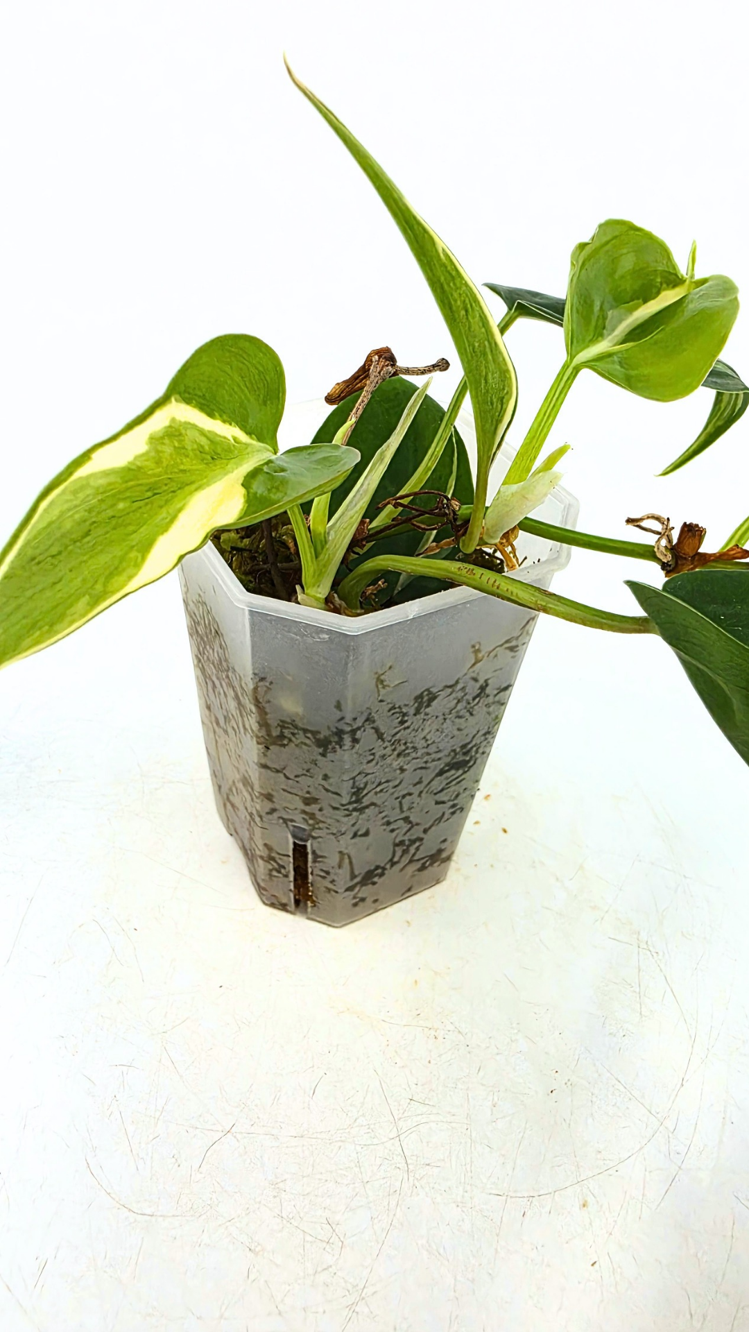 Rare indoor plant Philodendron Rio available at rare plant shop The Leaf Gallery in Perth, Western Australia.
