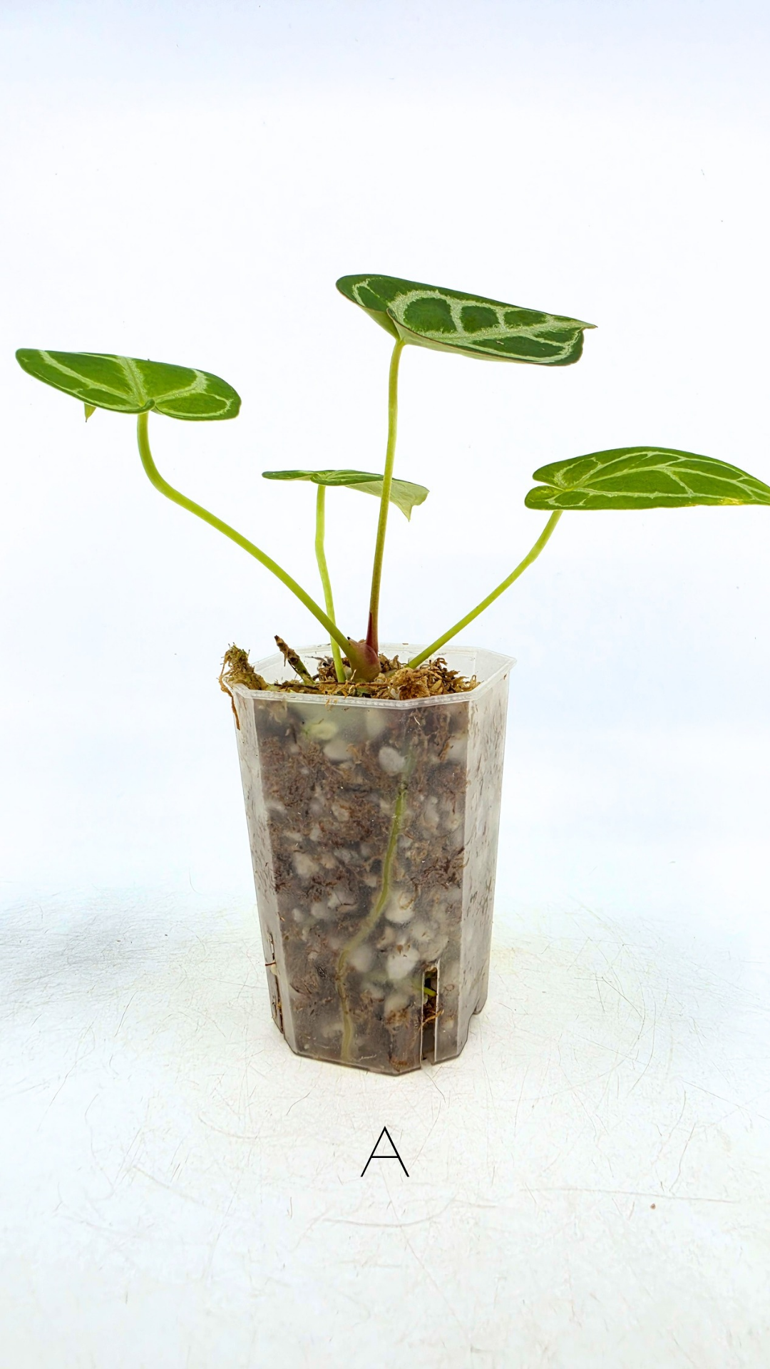 Rare anthurium hybrid Dark Forgetii cross with Anthurium Silver blush available for sale at rare plant shop The Leaf Gallery in Perth, Western Australia