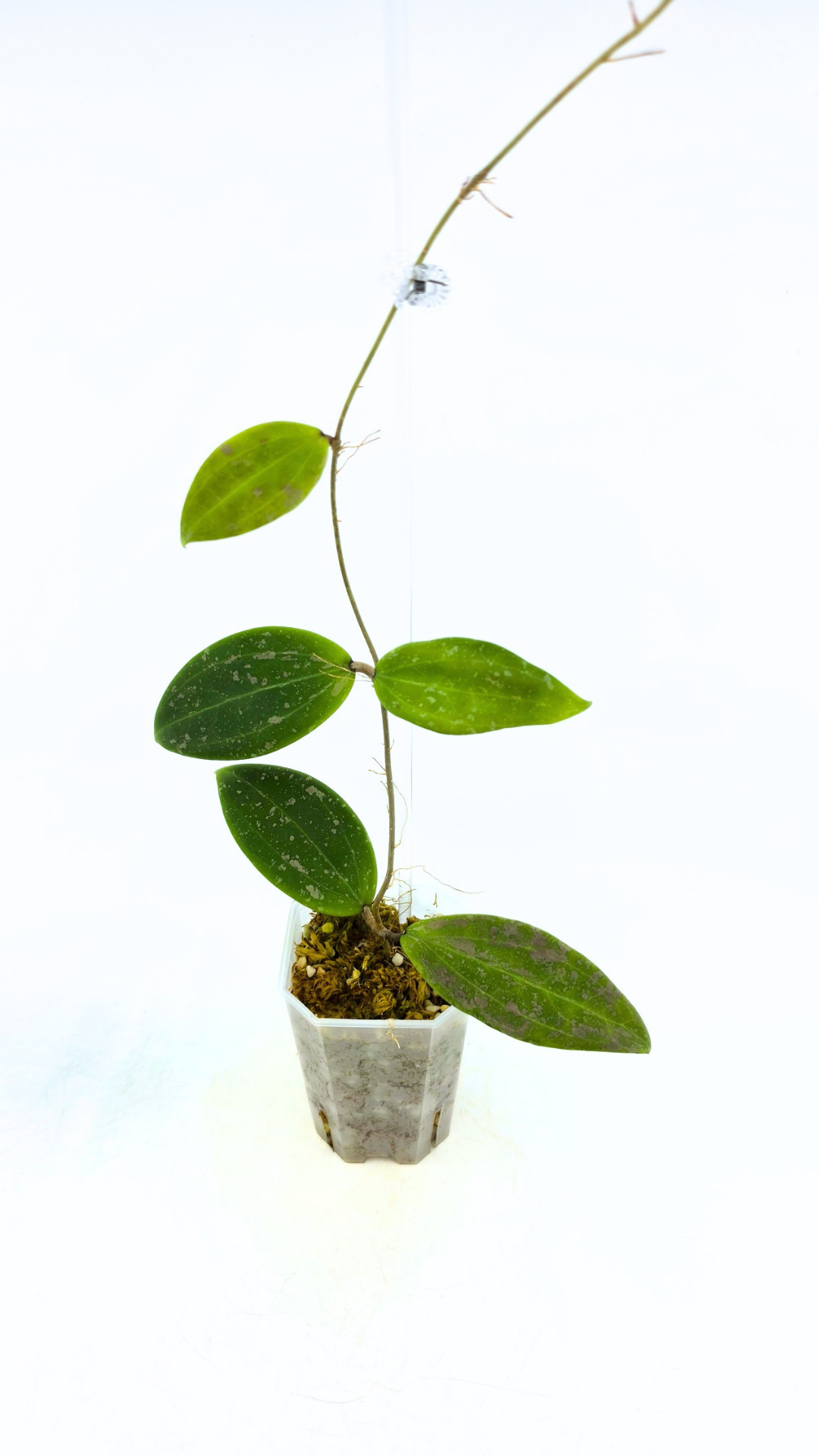 Rare plant Hoya Wibergiae IML 1618 for sale at rare indoor plant shop The Leaf Gallery in Perth, Western Australia