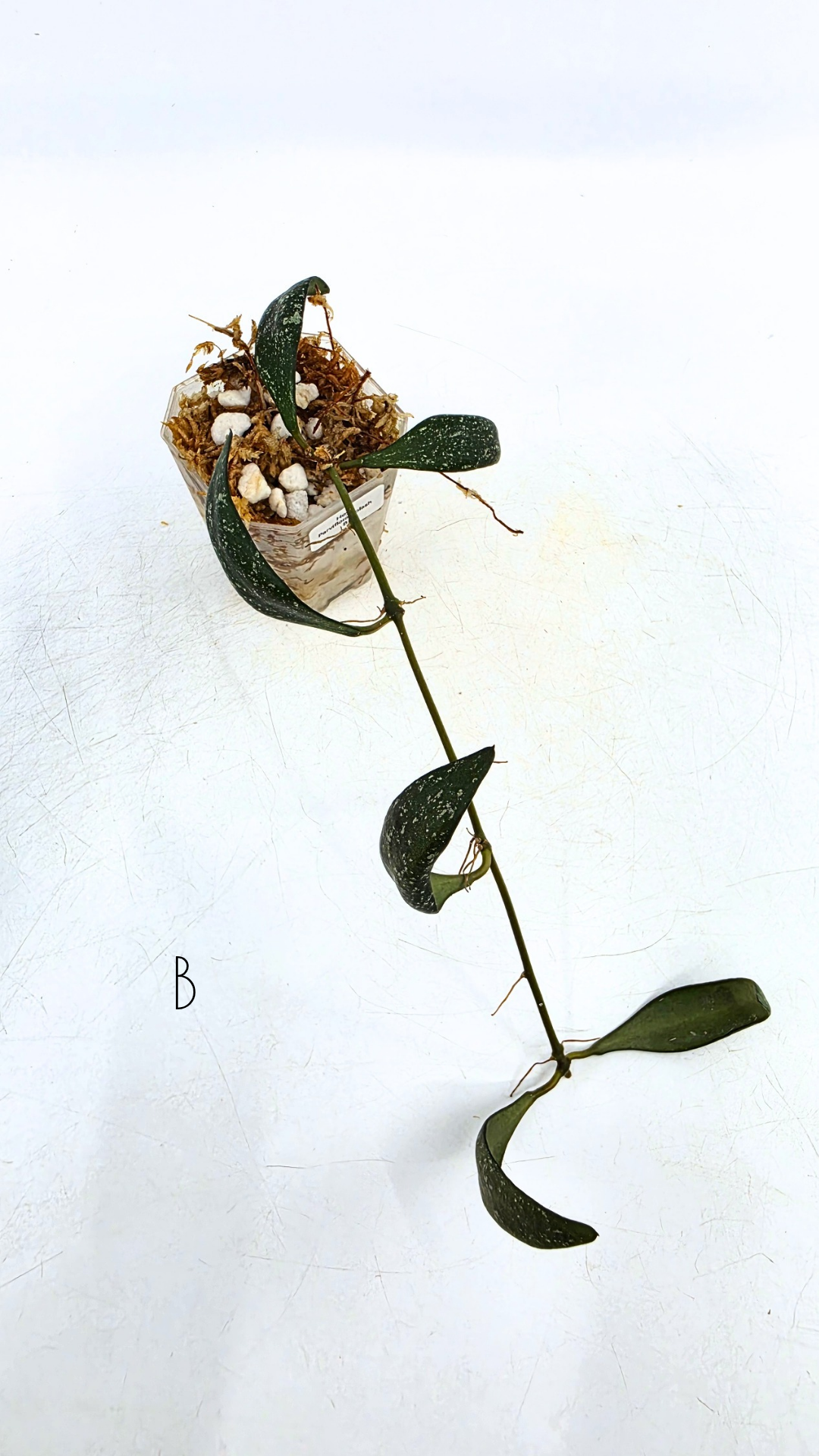 Rare waxplant Hoya Parviflora Splash available for sale at rare indoor plant shop The Leaf Gallery in Perth, Western Australia