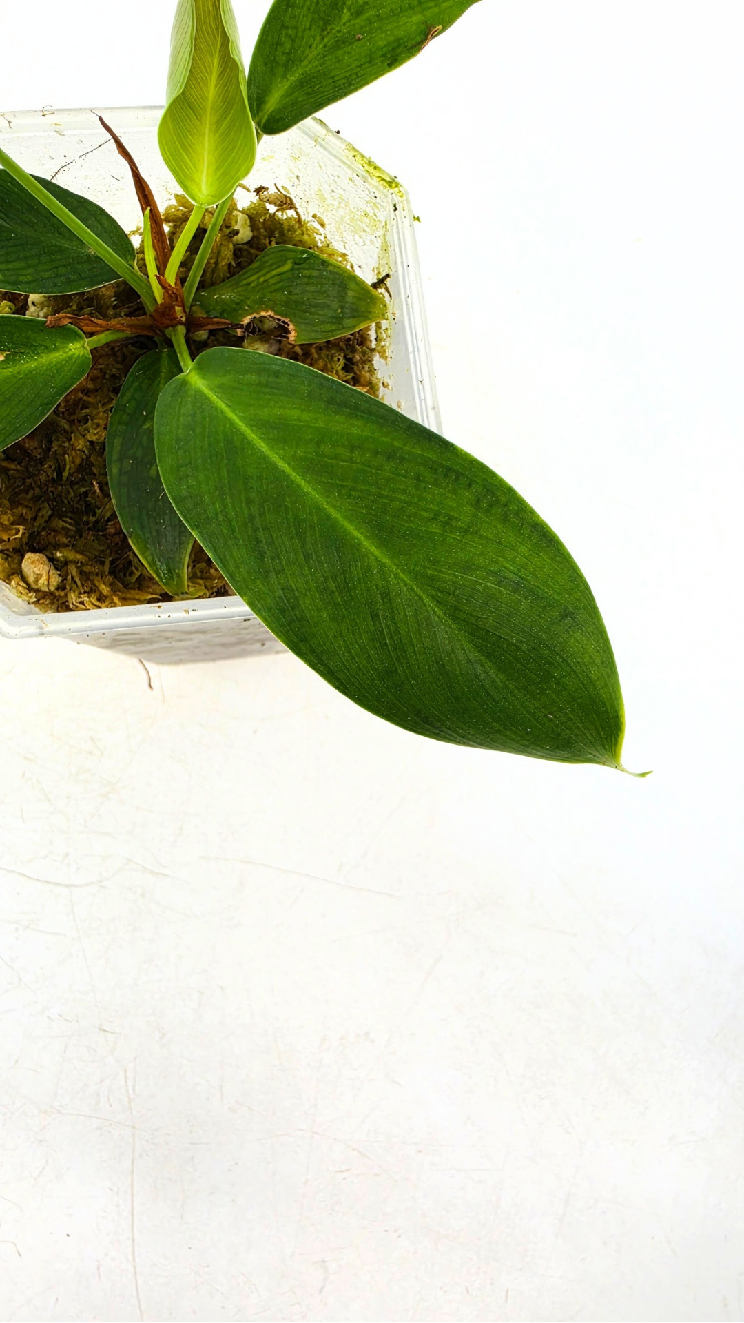 Rare indoor plant Philodendron Patriciae for sale at The Leaf Gallery in Perth, Western Australia