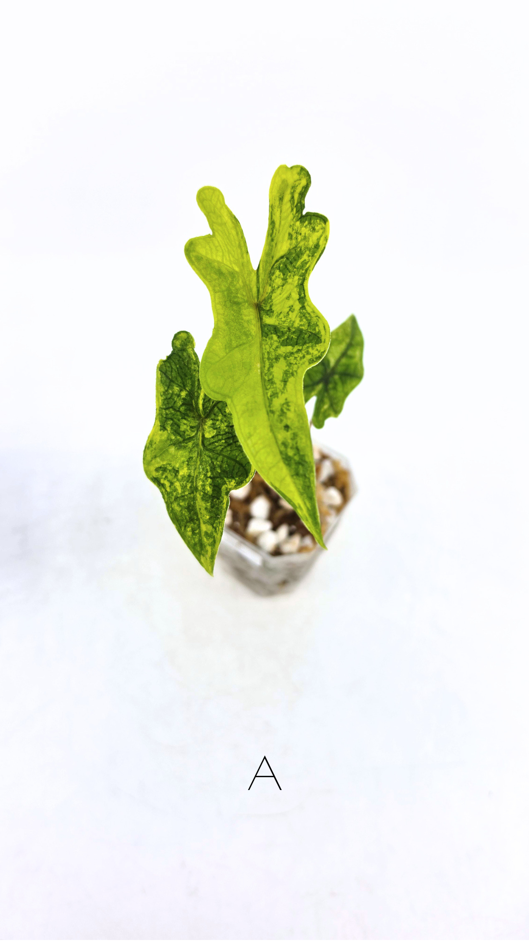Rare indoor plant Alocasia Jacklyn Variegated available for sale at rare house plant shop The Leaf Gallery in Perth, Western Australia