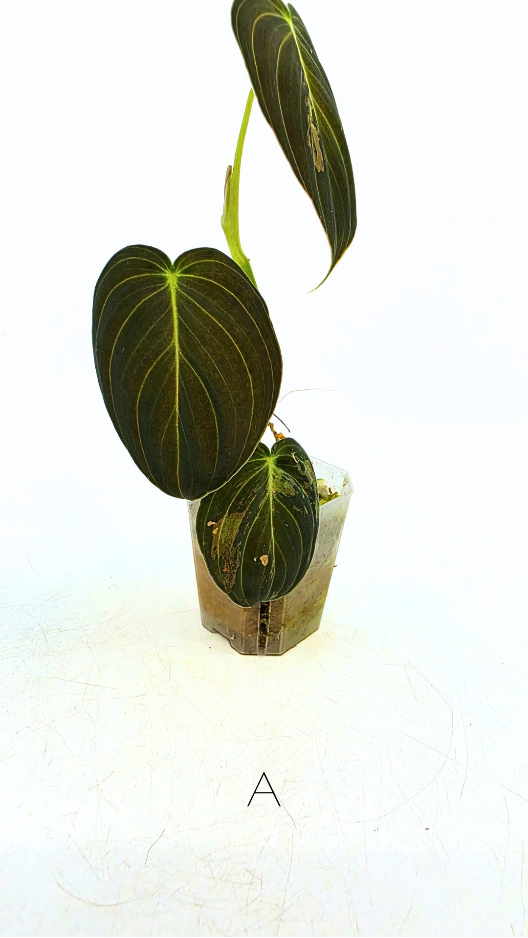 Rare plant Philodendron Melanochrysum Varigated available for sale at rare plant shop The Leaf Gallery in Perth, Western Australia
