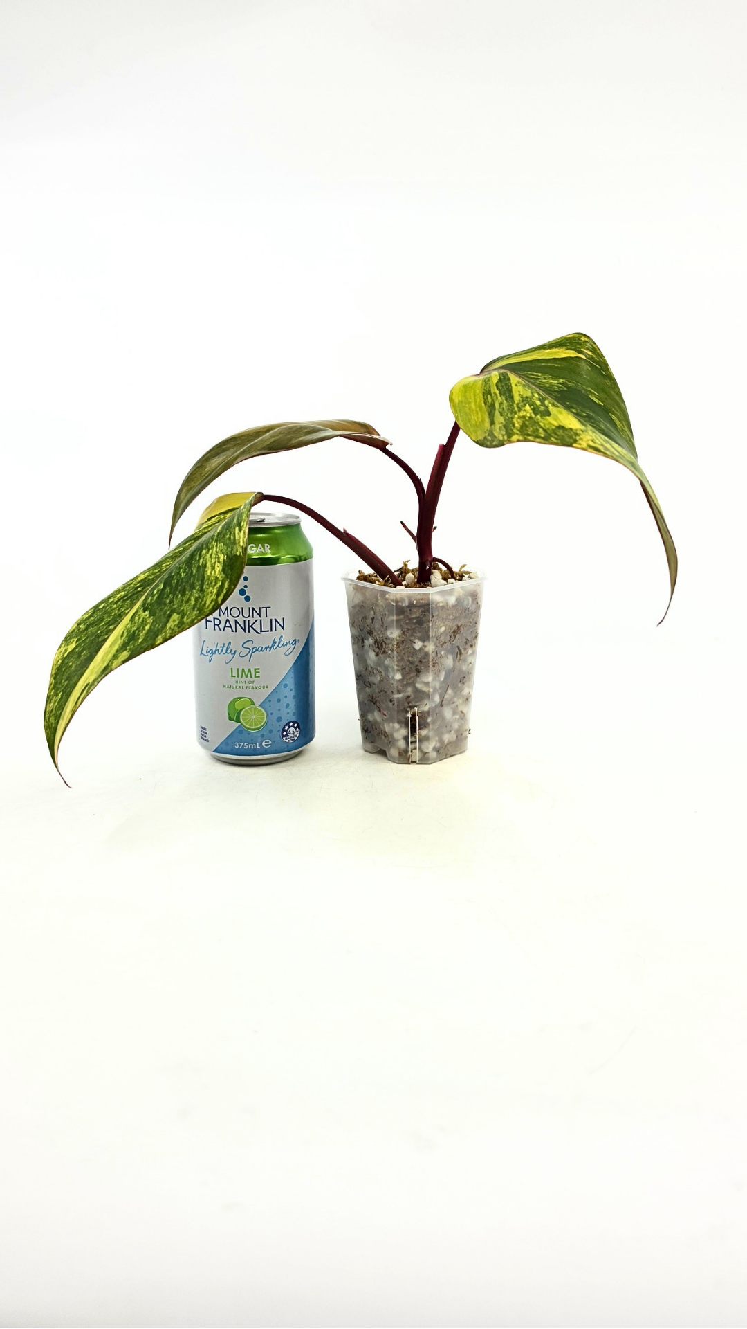 Rare indoor plant Philodendron Strawberry Shake grown and propagated by rare plant shop The Leaf Gallery in Perth, Western Australia