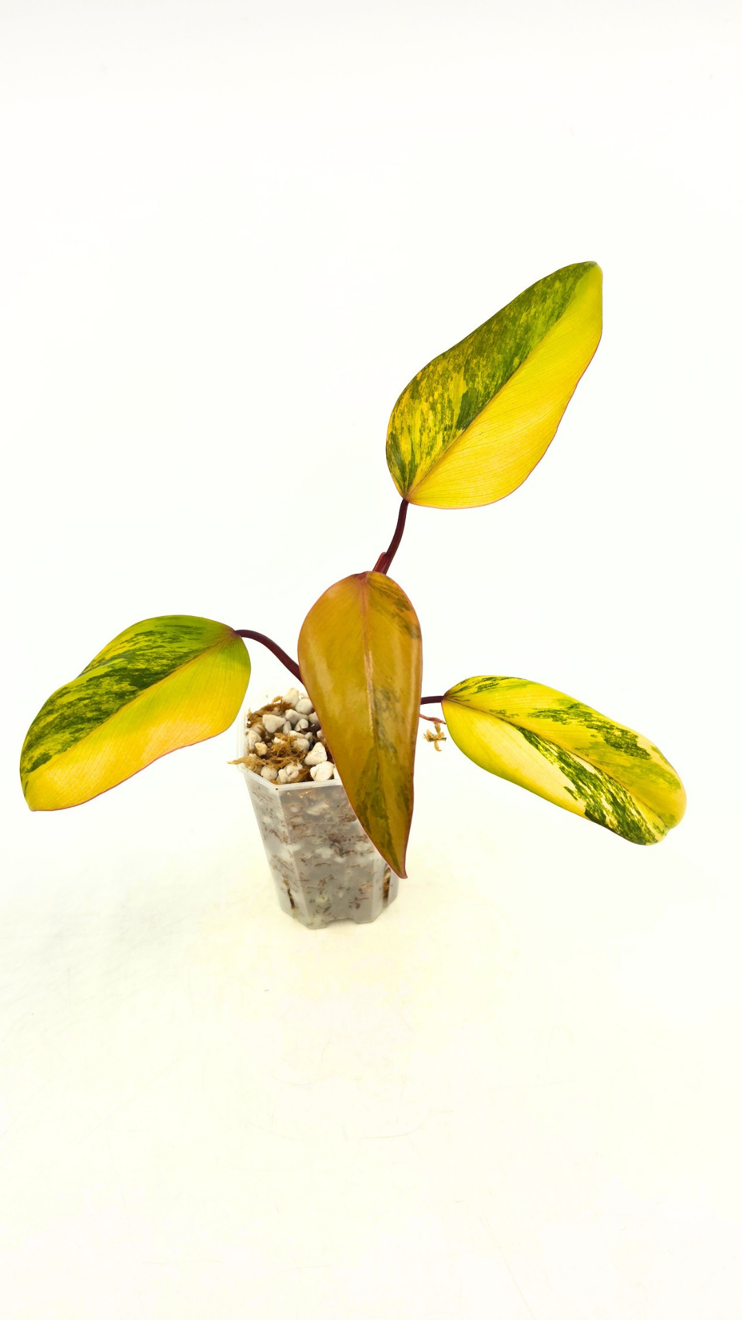 Rare indoor plant Philodendron Strawberry Shake grown and propagated by rare plant shop The Leaf Gallery in Perth, Western Australia